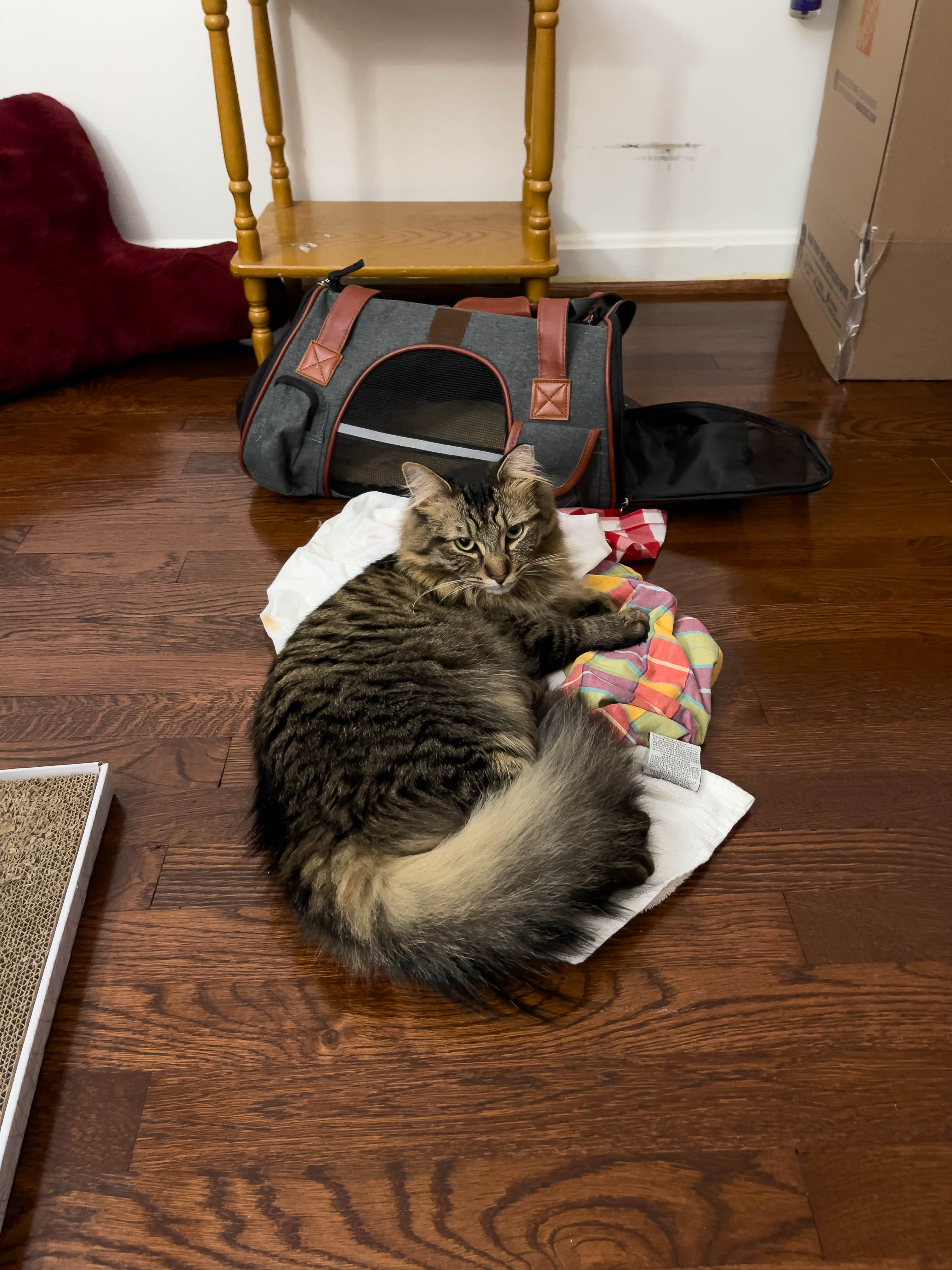 Cat! So cute!