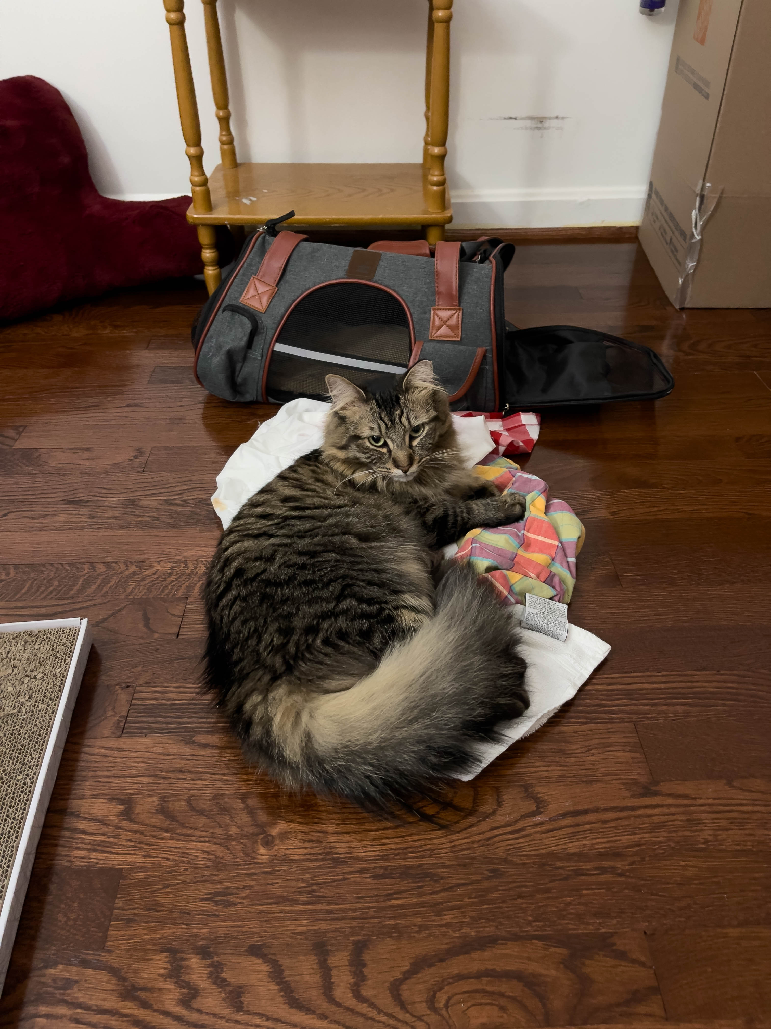 Unedited version of Cat! So cute!