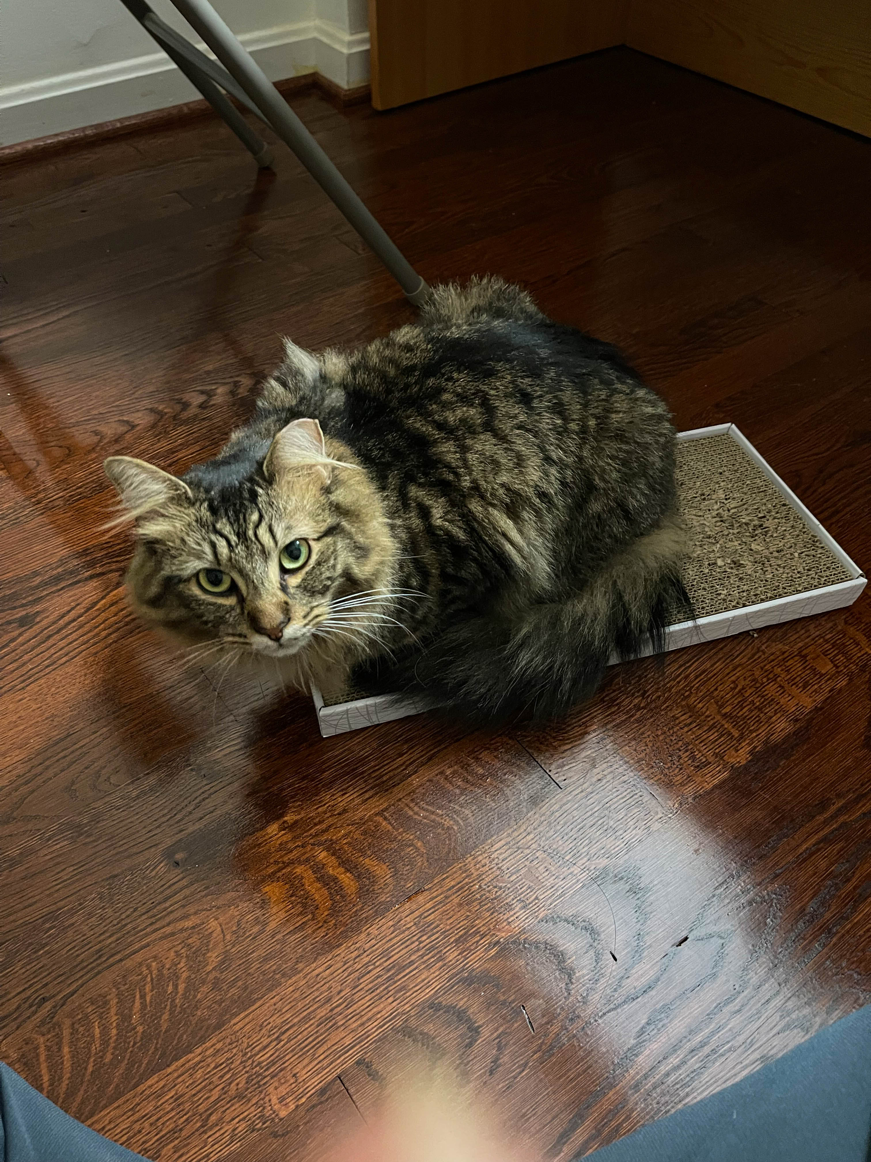 Cat on scratching board