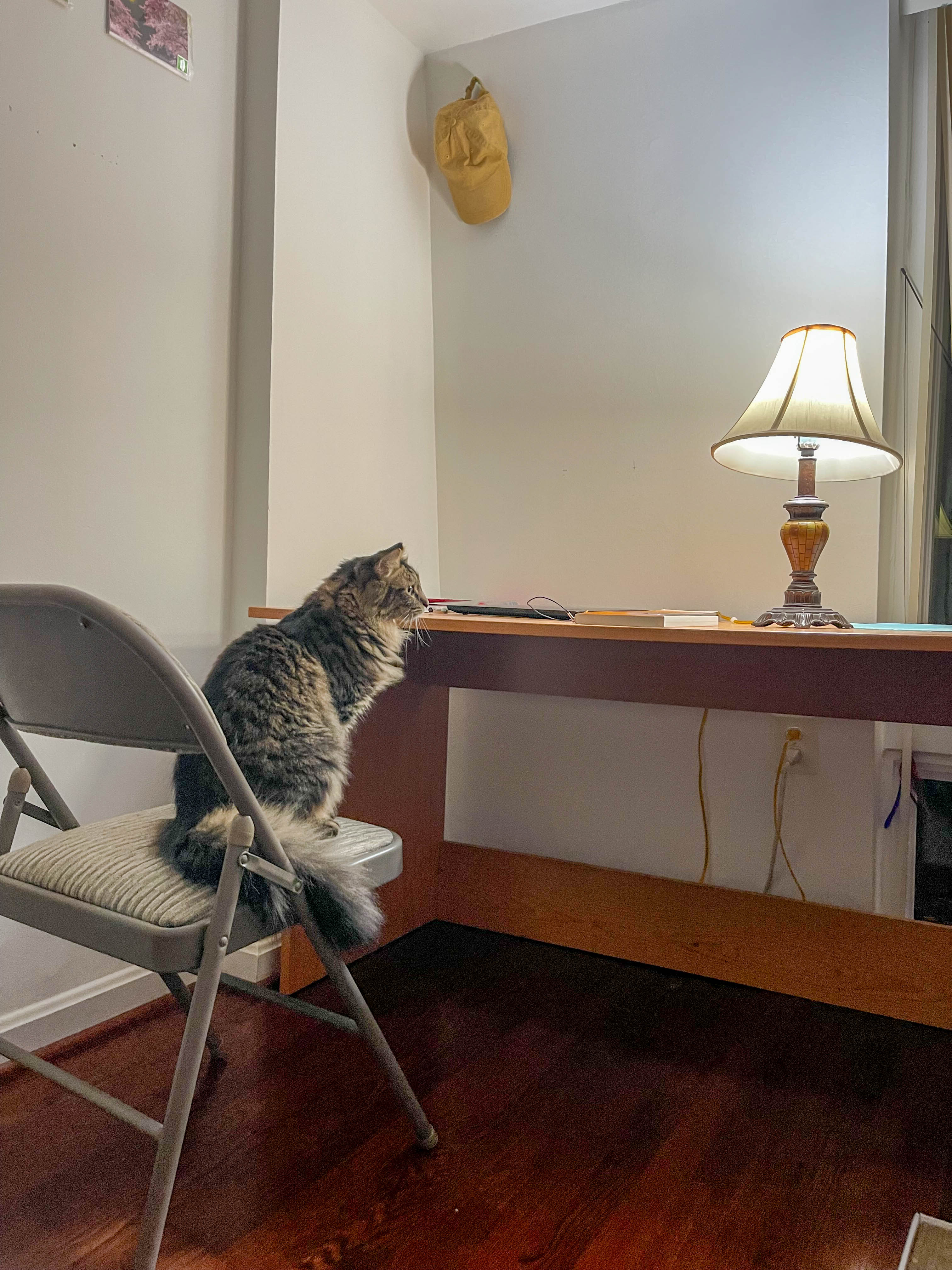 Cat looking pensively at the lamp...