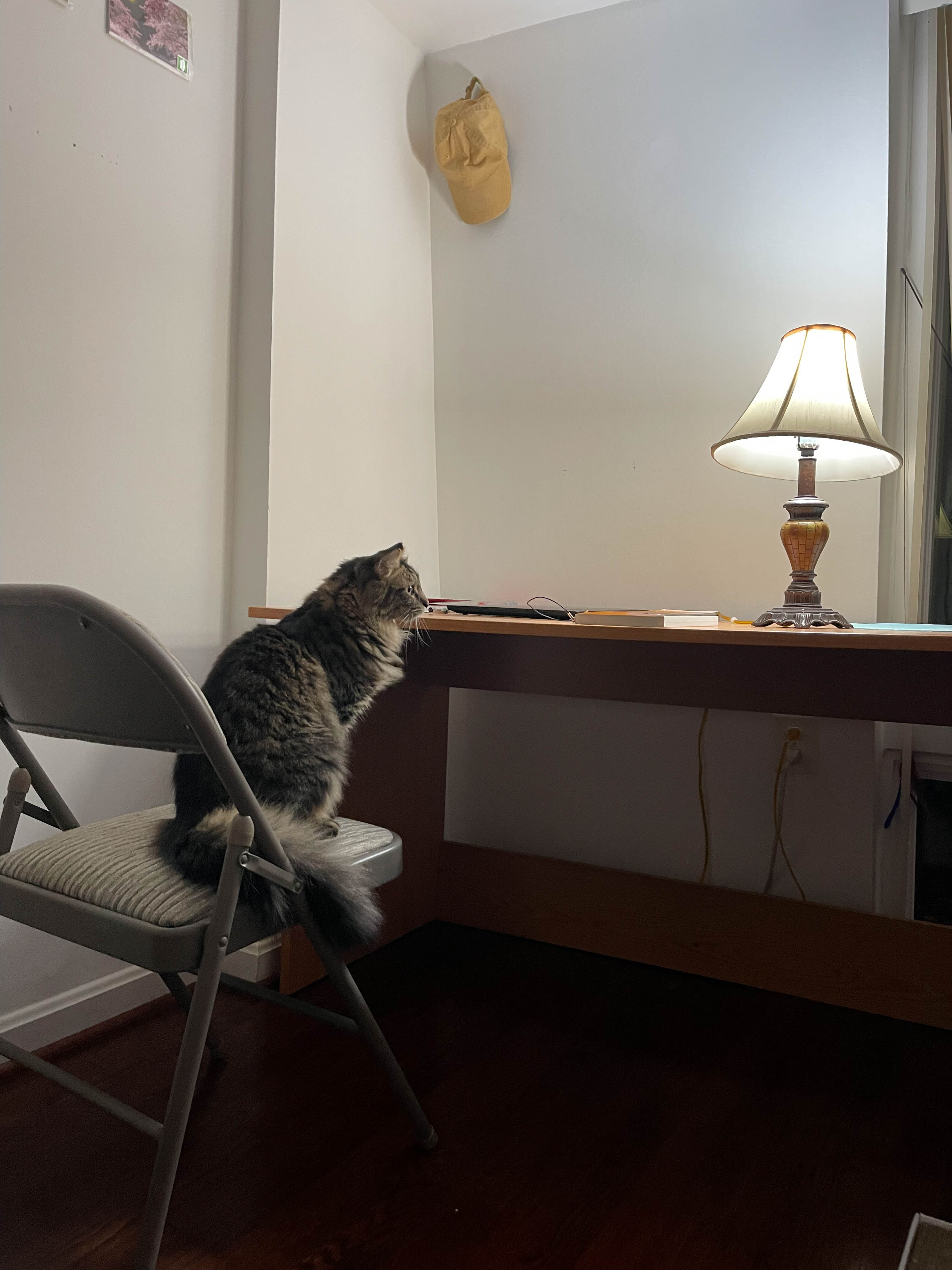 Unedited version of Cat looking pensively at the lamp...