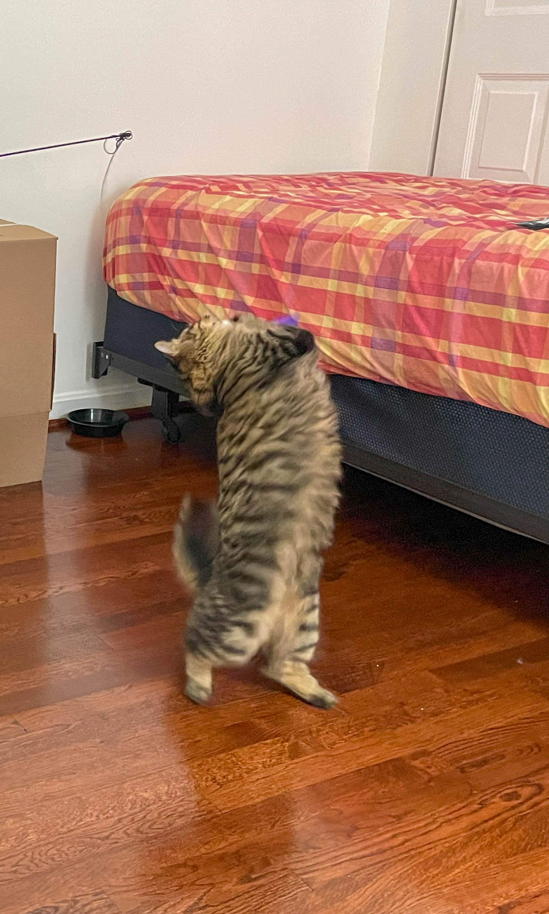 Acrobatic cat!