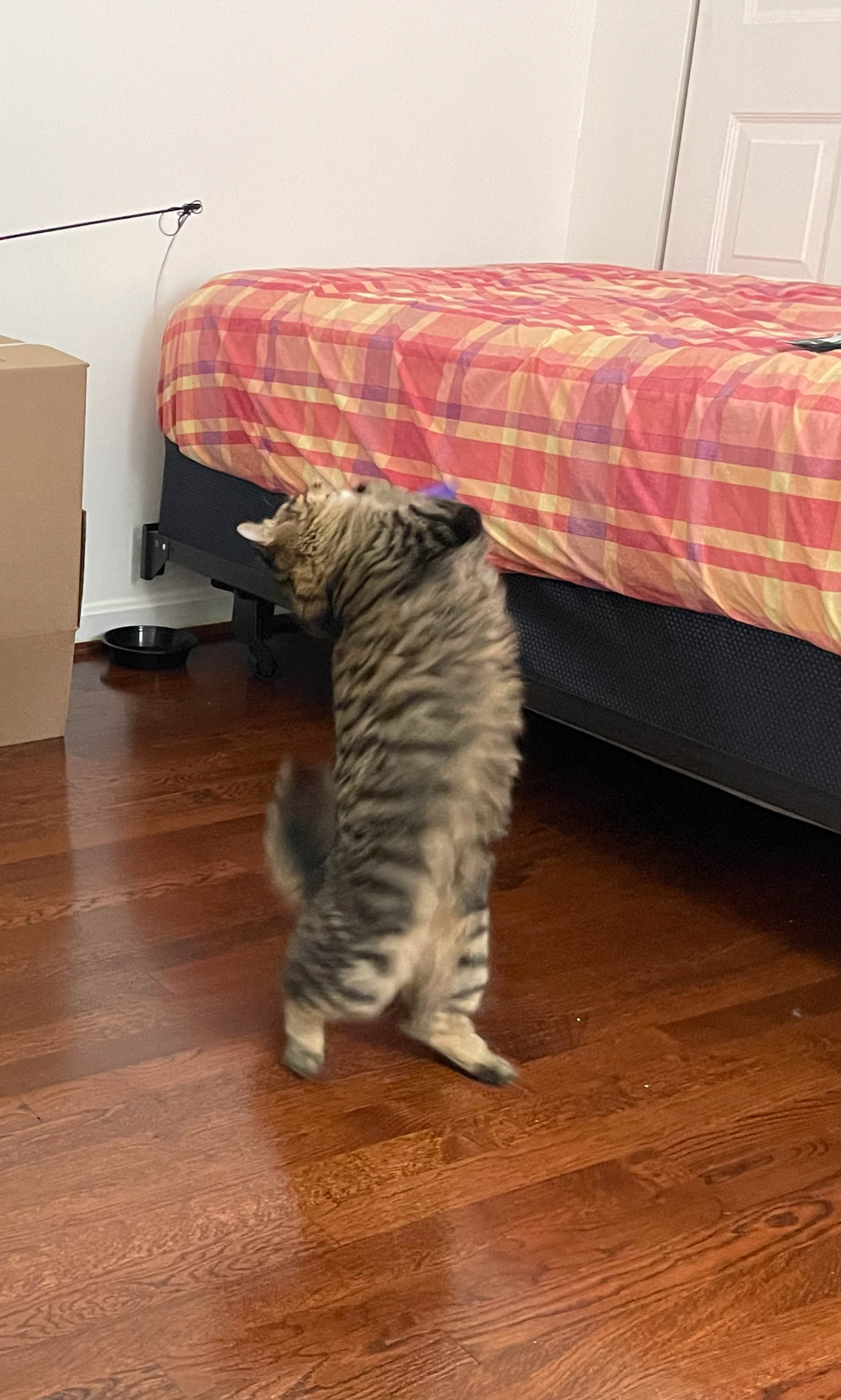 Unedited version of Acrobatic cat!