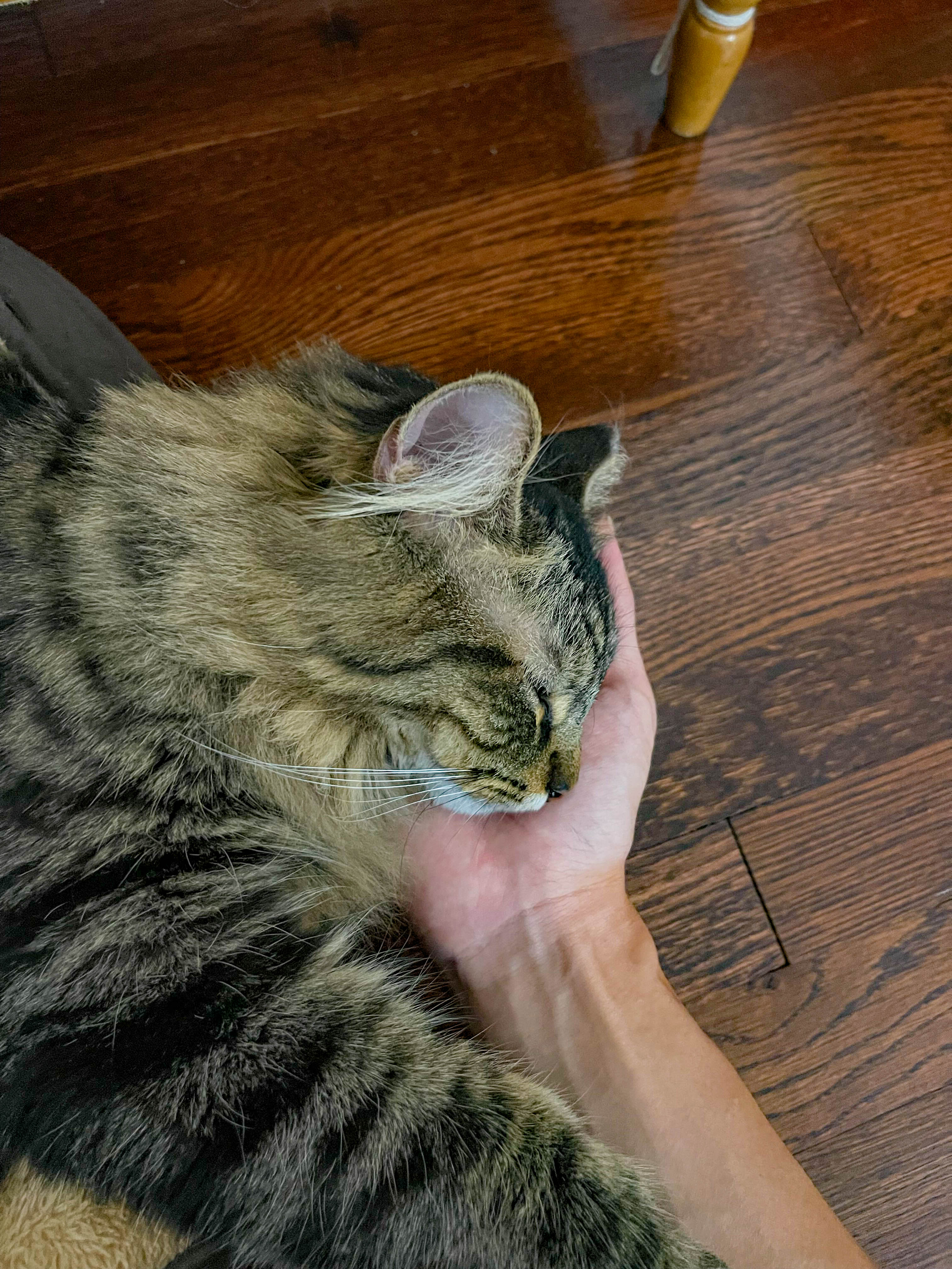 Sleeping cat...