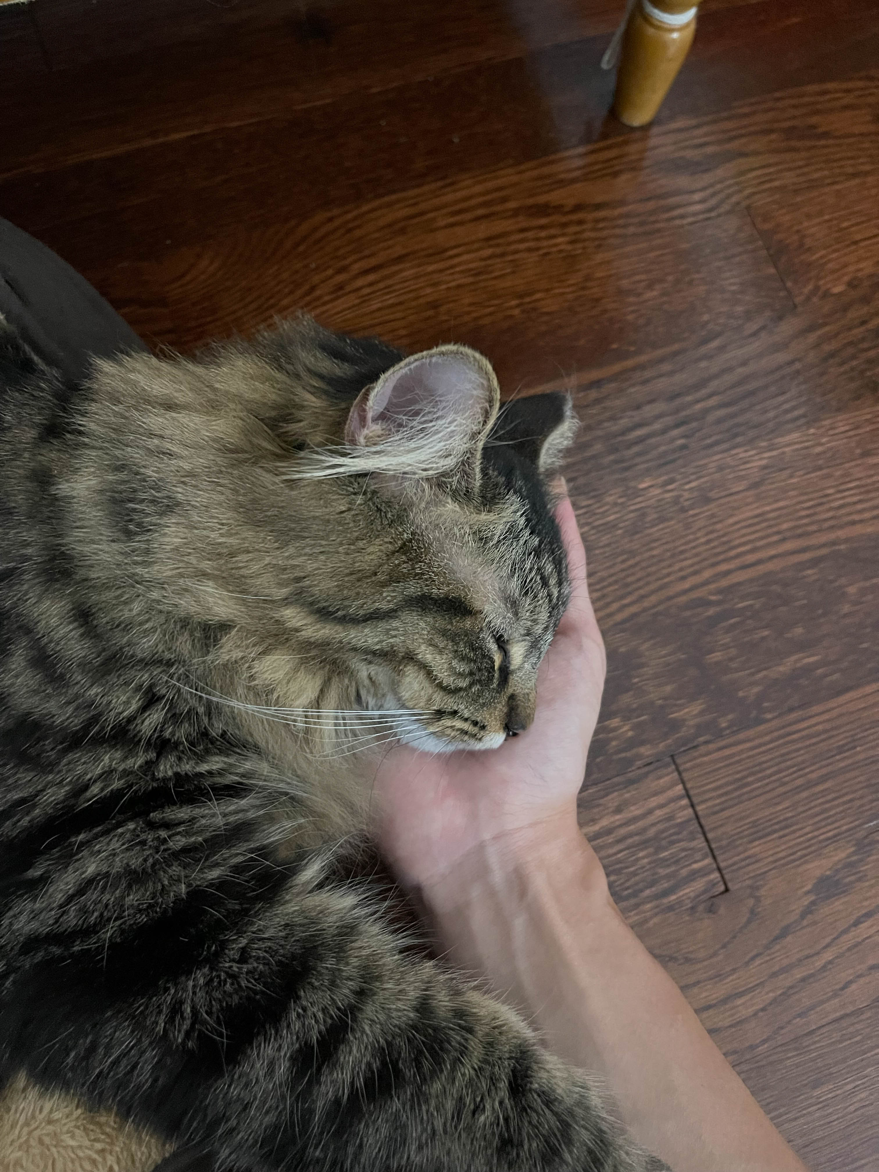 Unedited version of Sleeping cat...