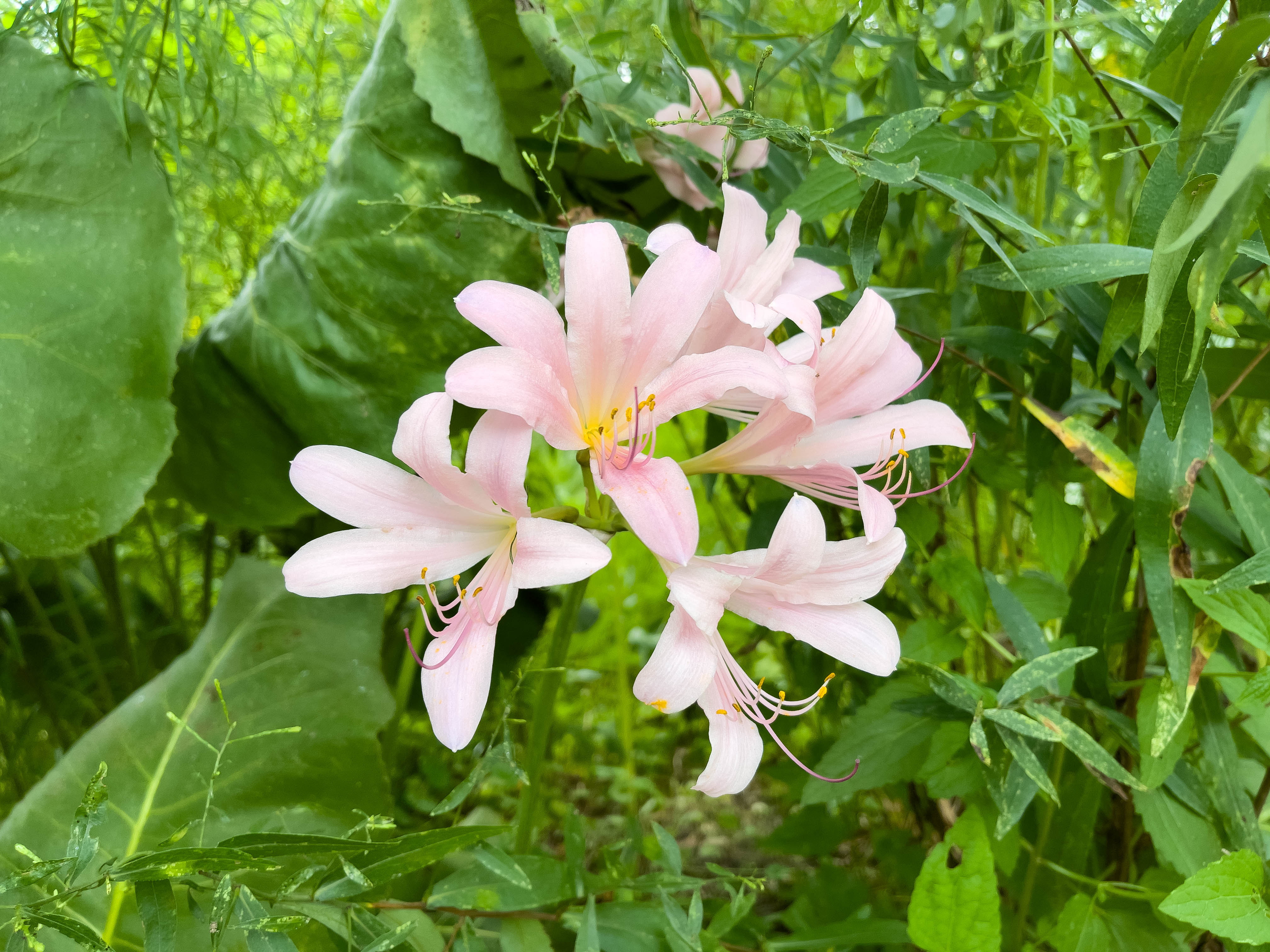 White flowers