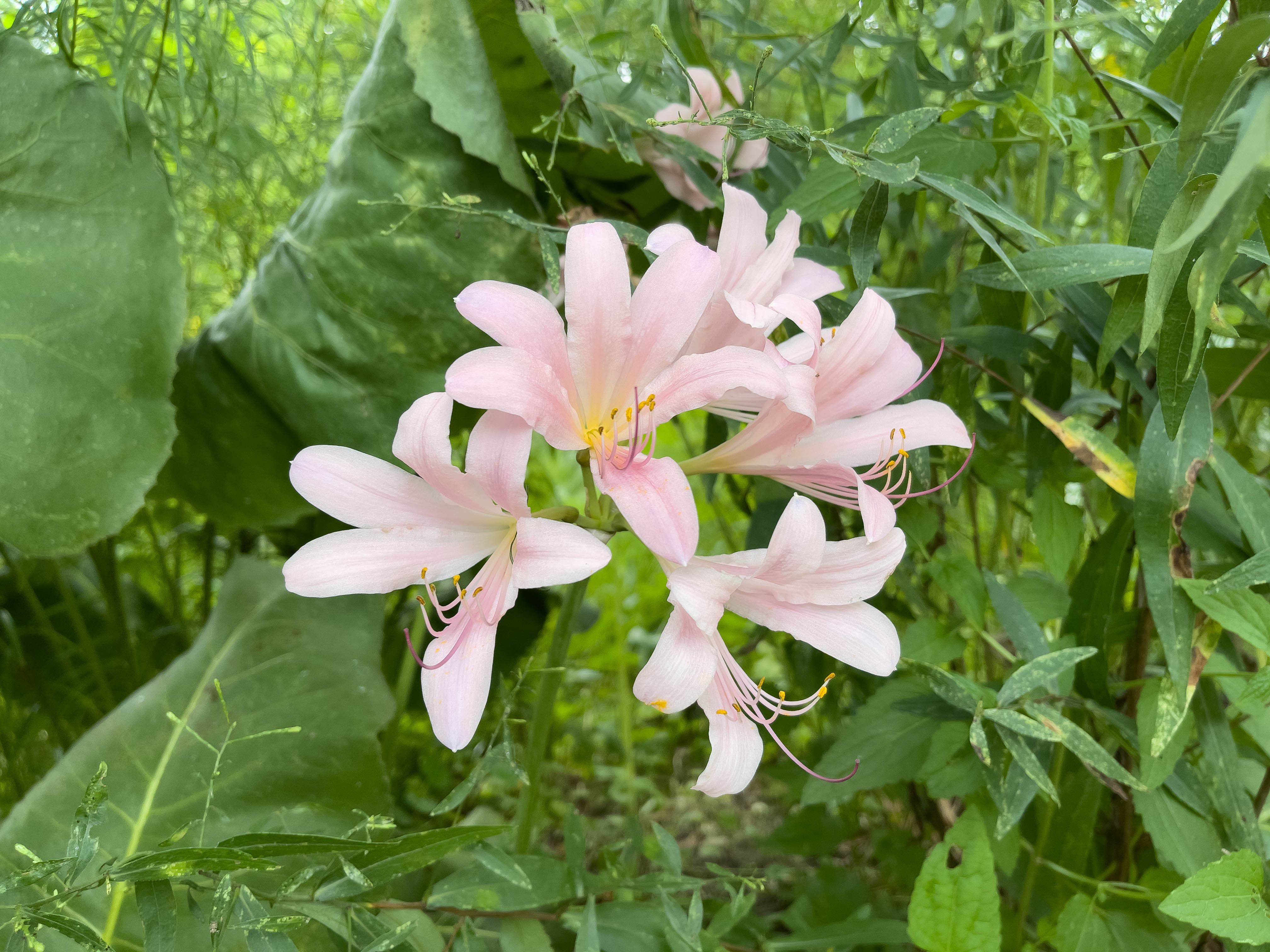 Unedited version of White flowers