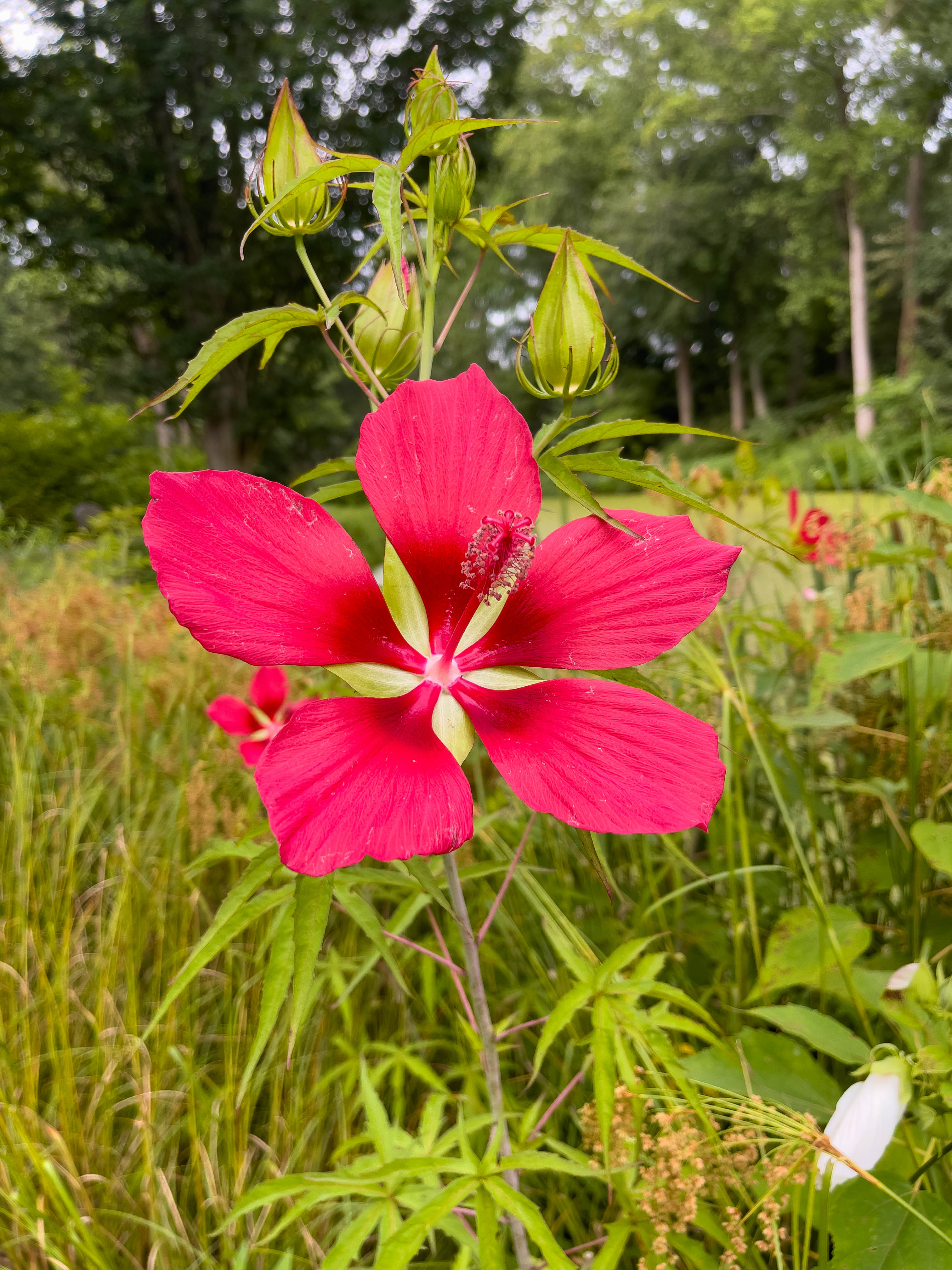 Red flower
