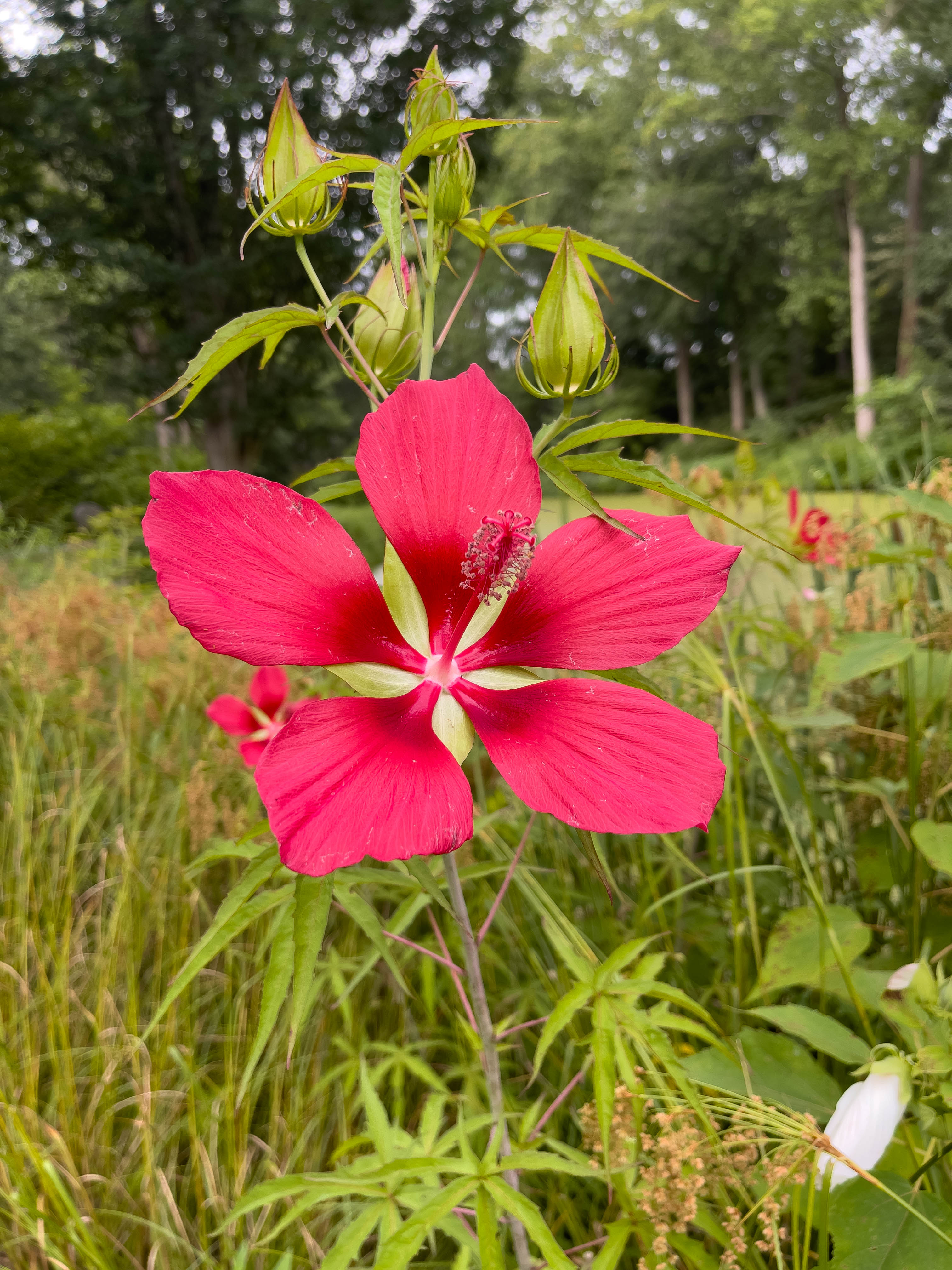 Unedited version of Red flower