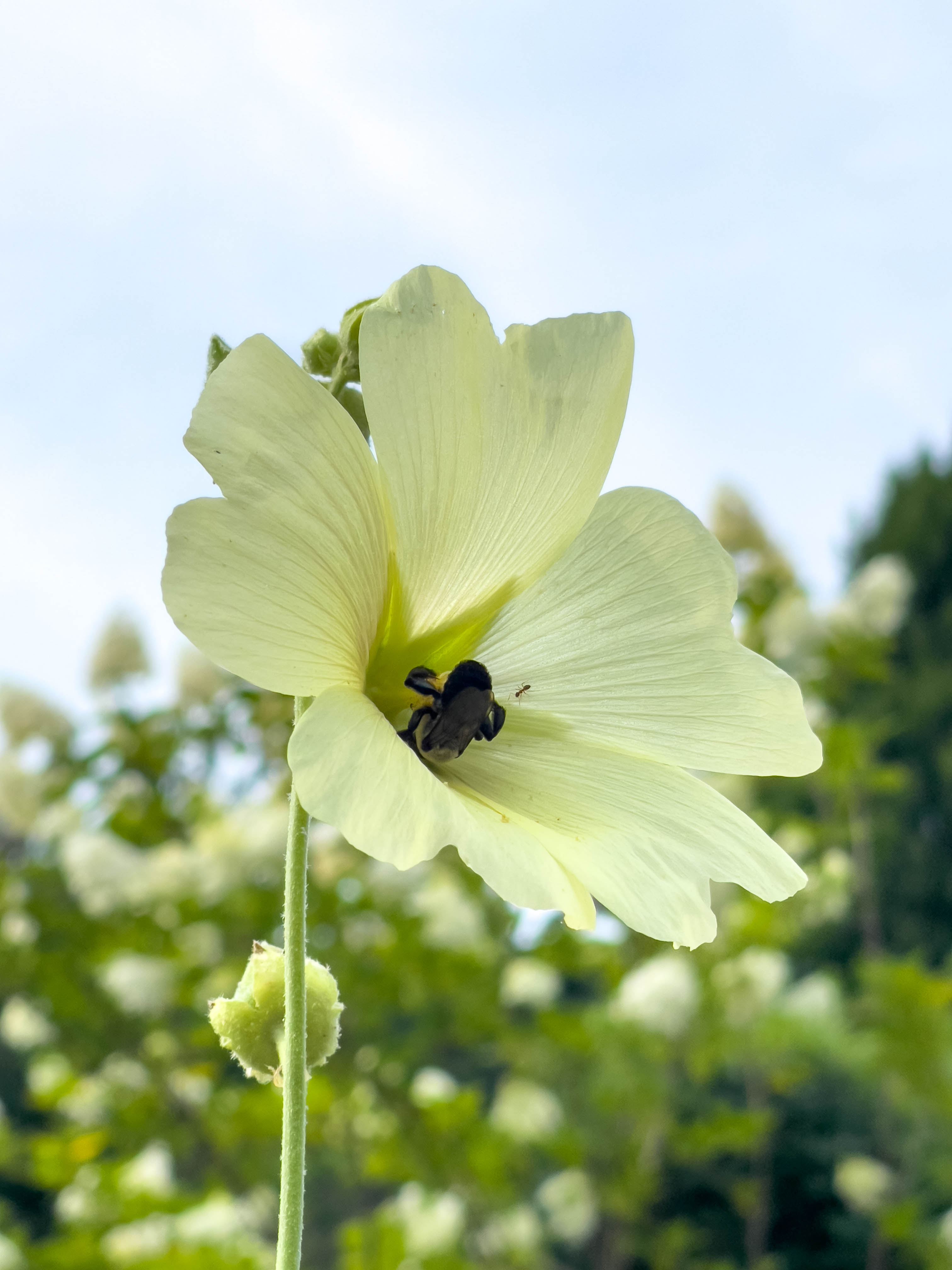 Flower with bee and ant in it
