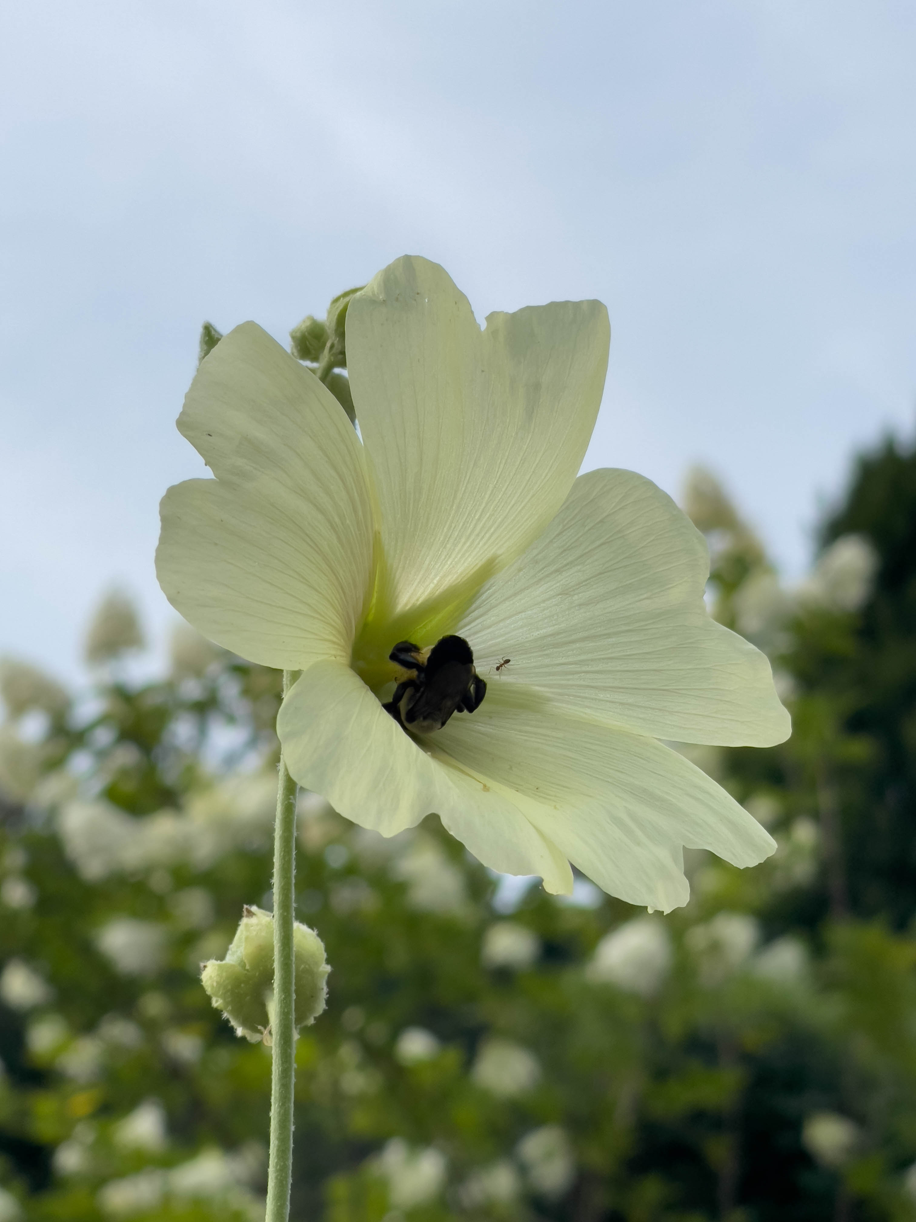 Unedited version of Flower with bee and ant in it