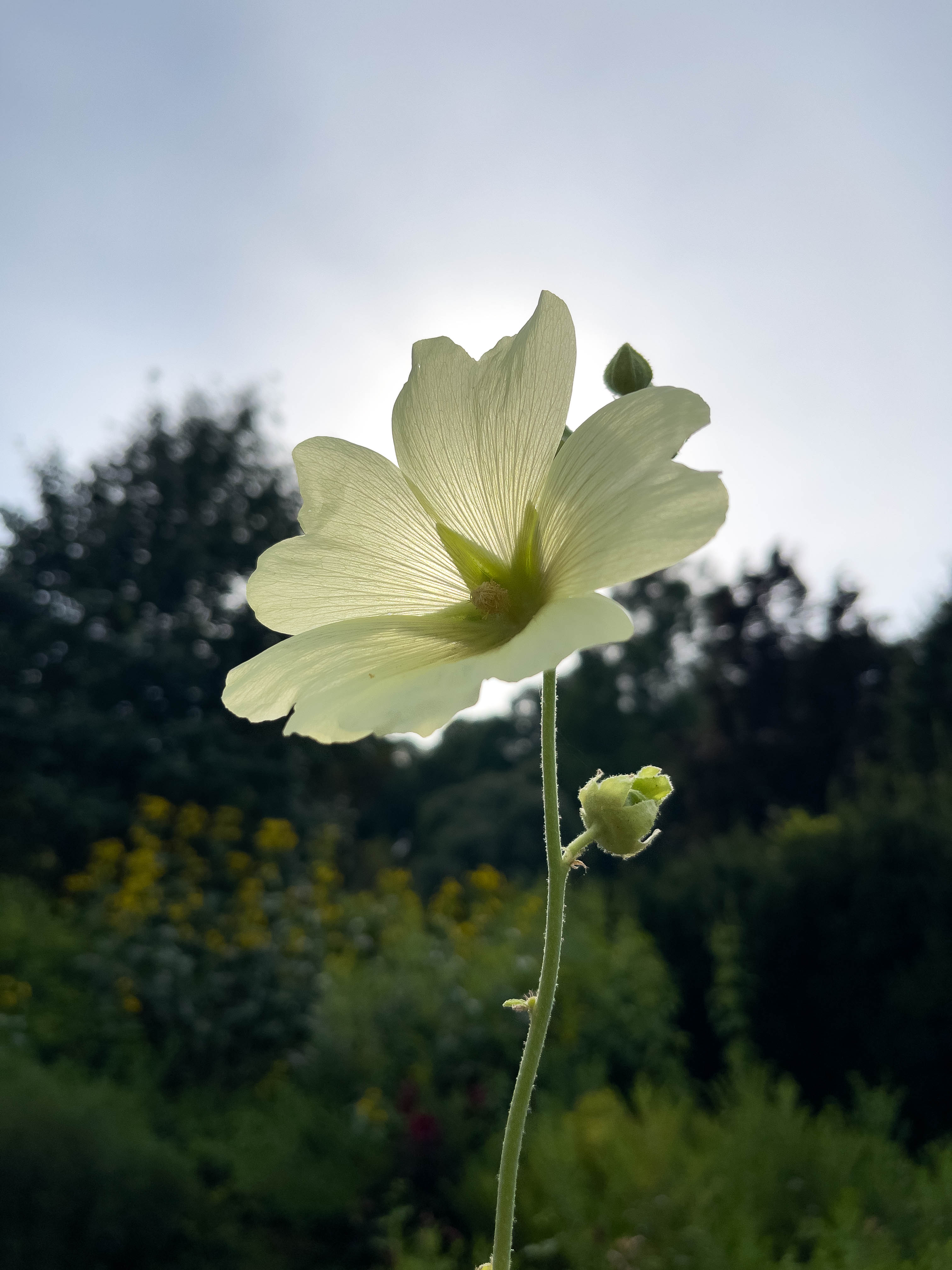 Flower without bee and ant in it