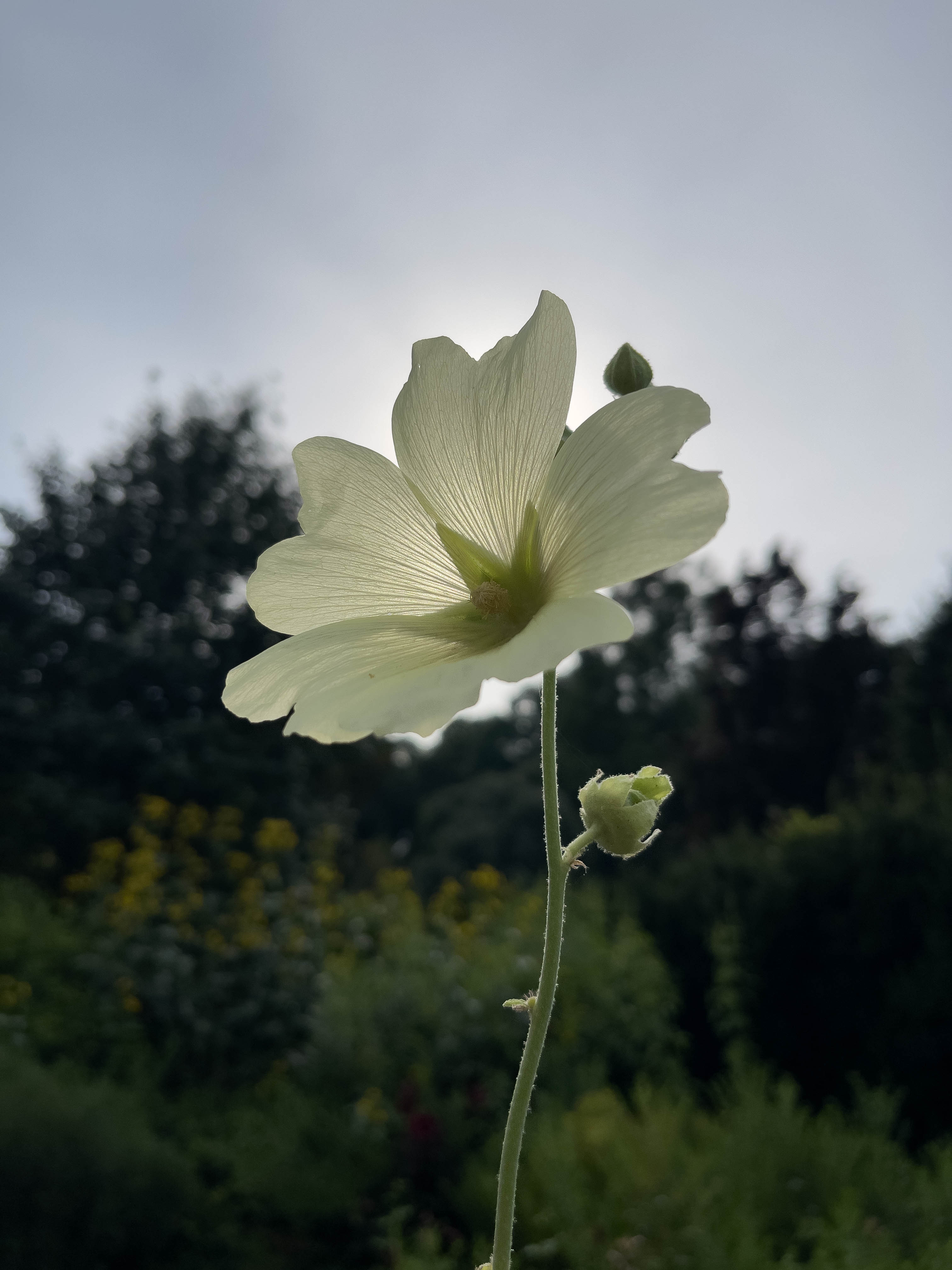 Unedited version of Flower without bee and ant in it