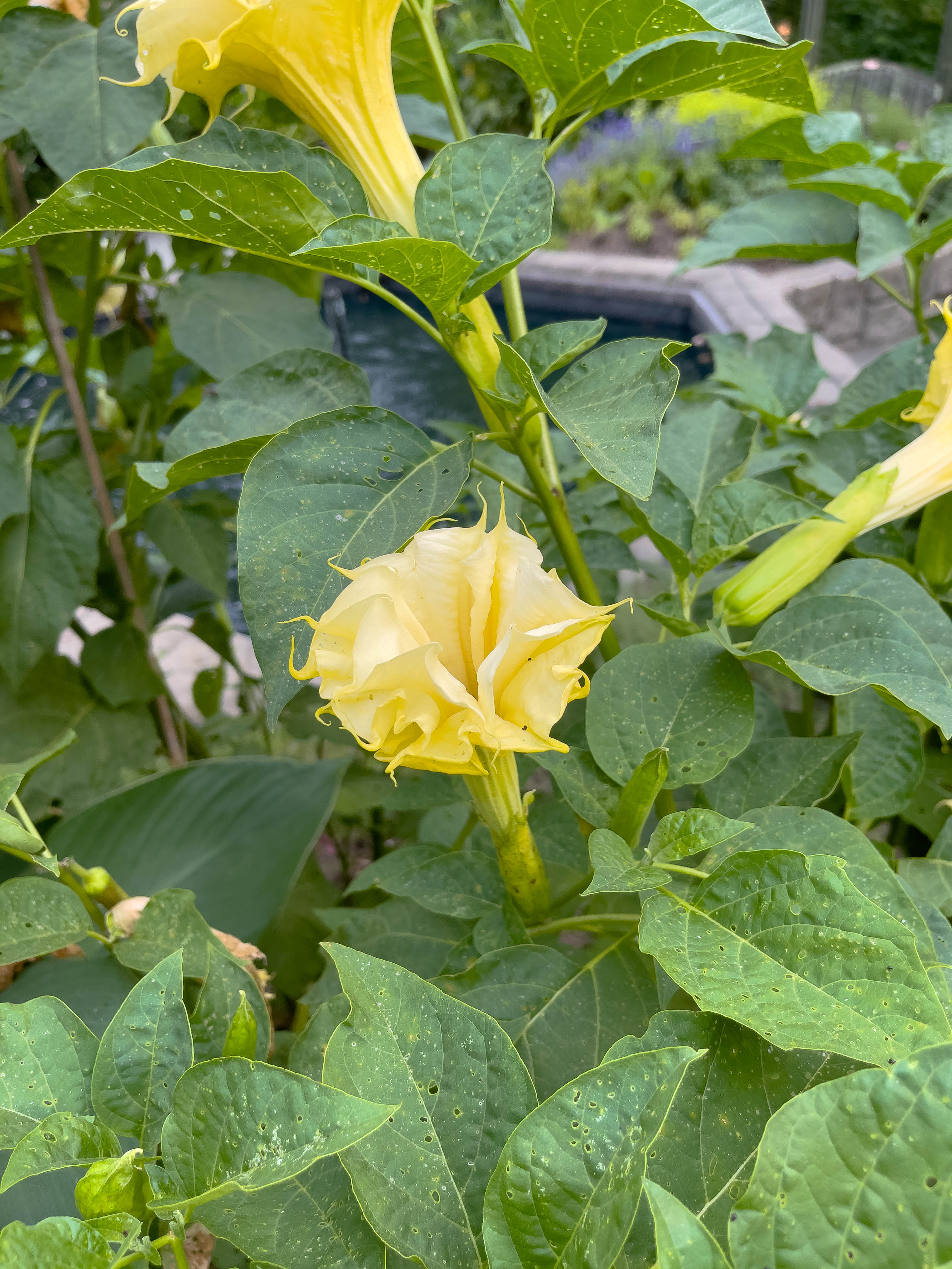 Trumpet flower!!!!!