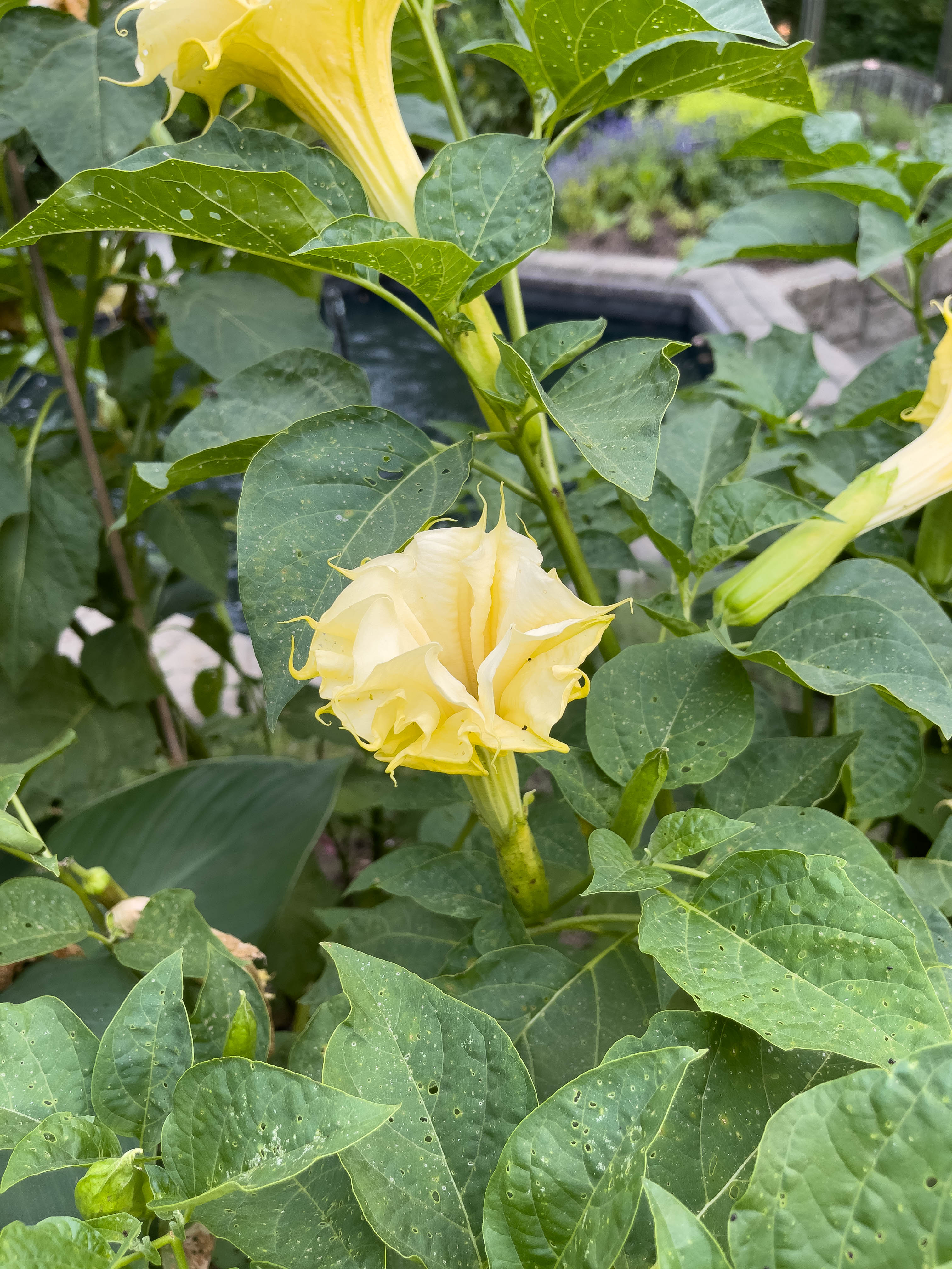 Unedited version of Trumpet flower!!!!!