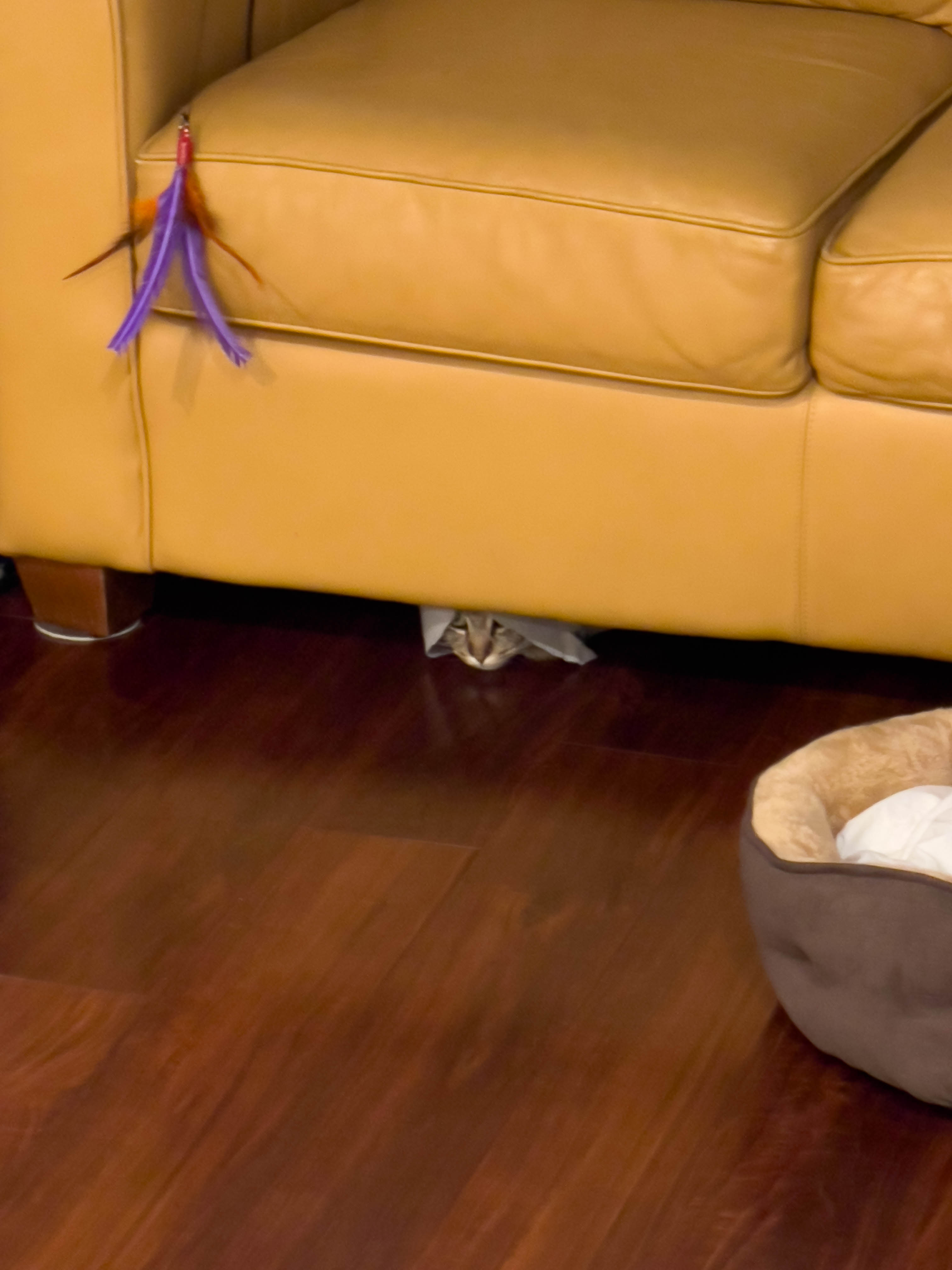Cat in couch!