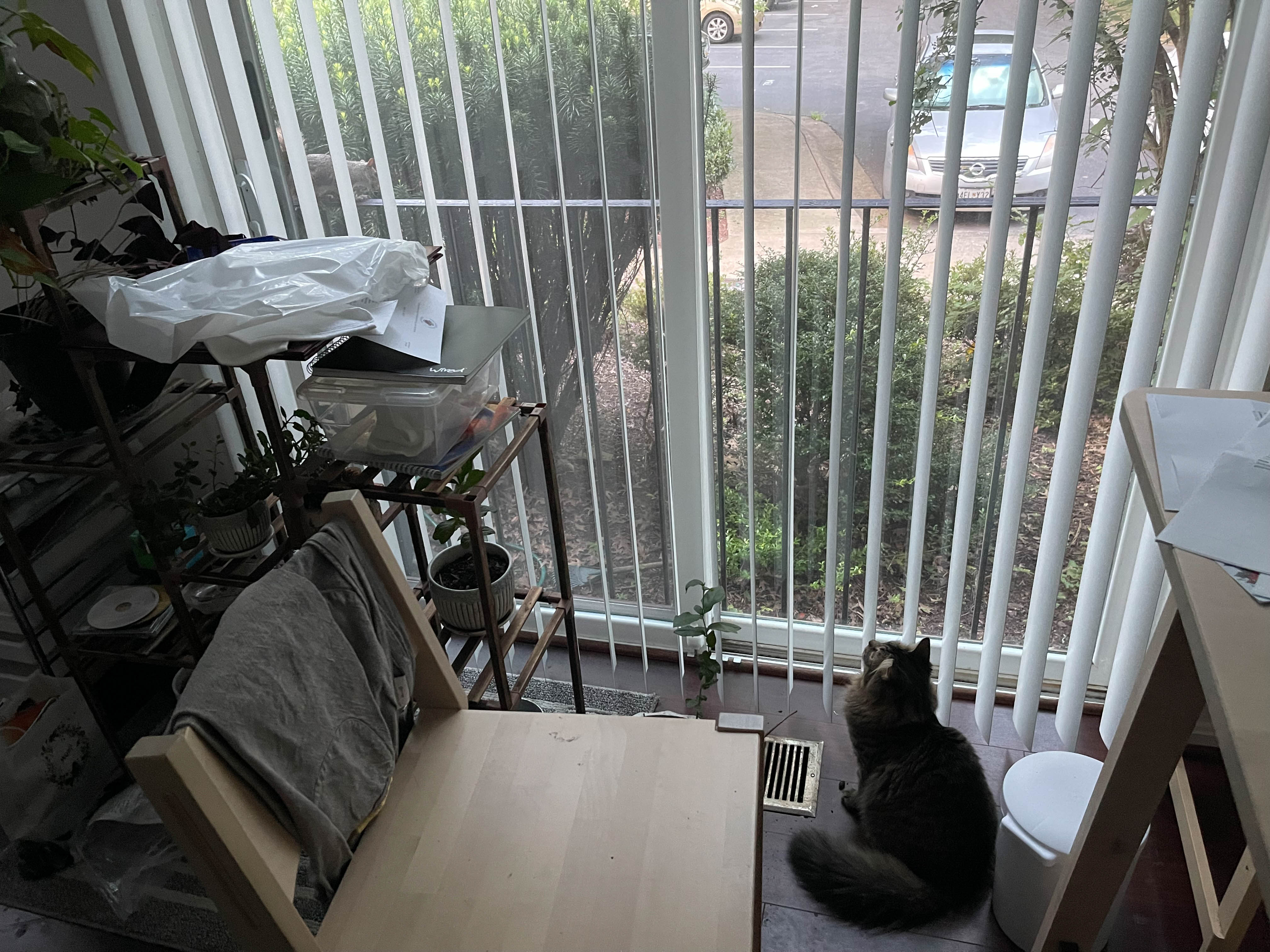 Unedited version of Cat watching bird!