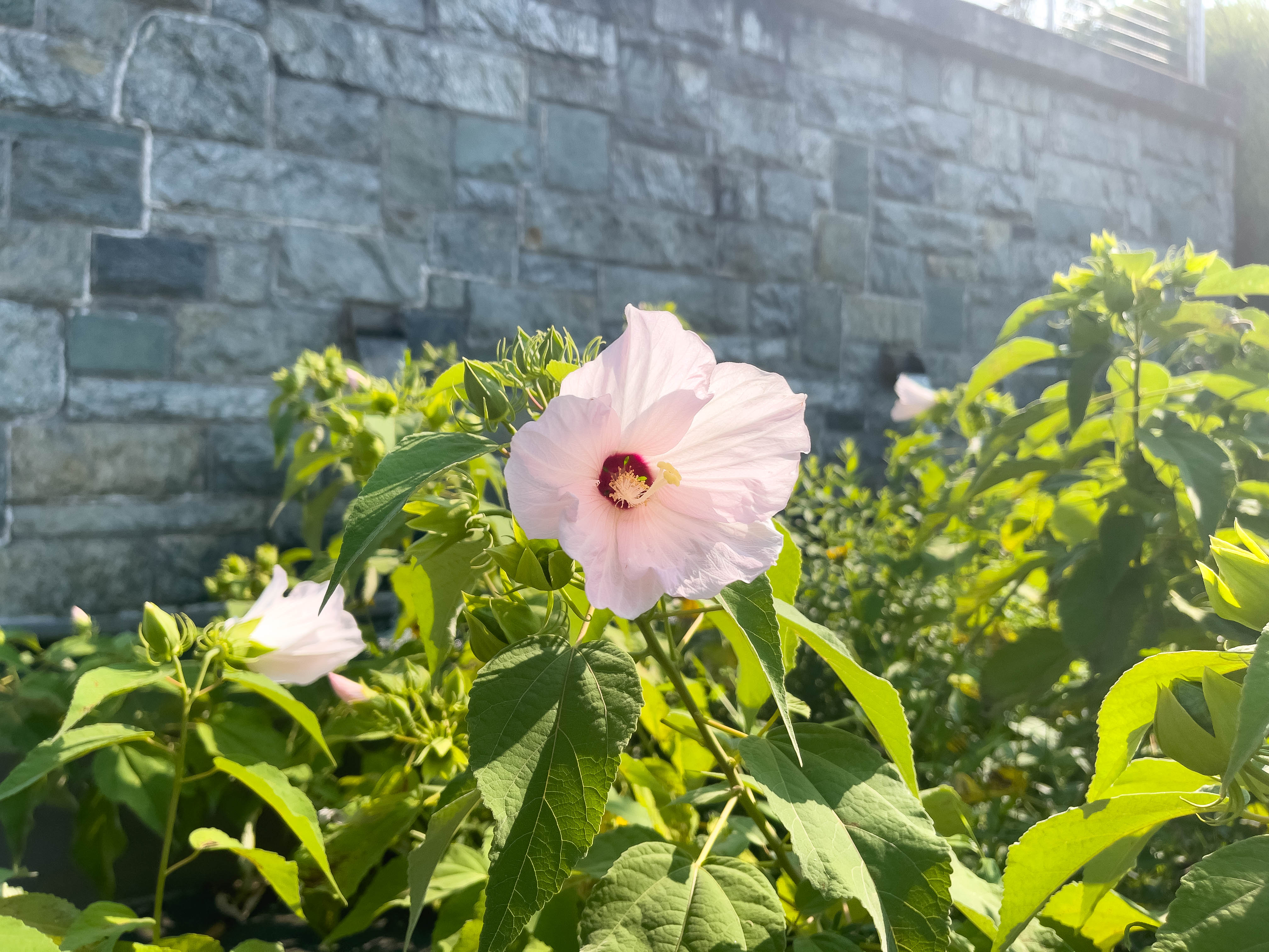 Flower!!!!