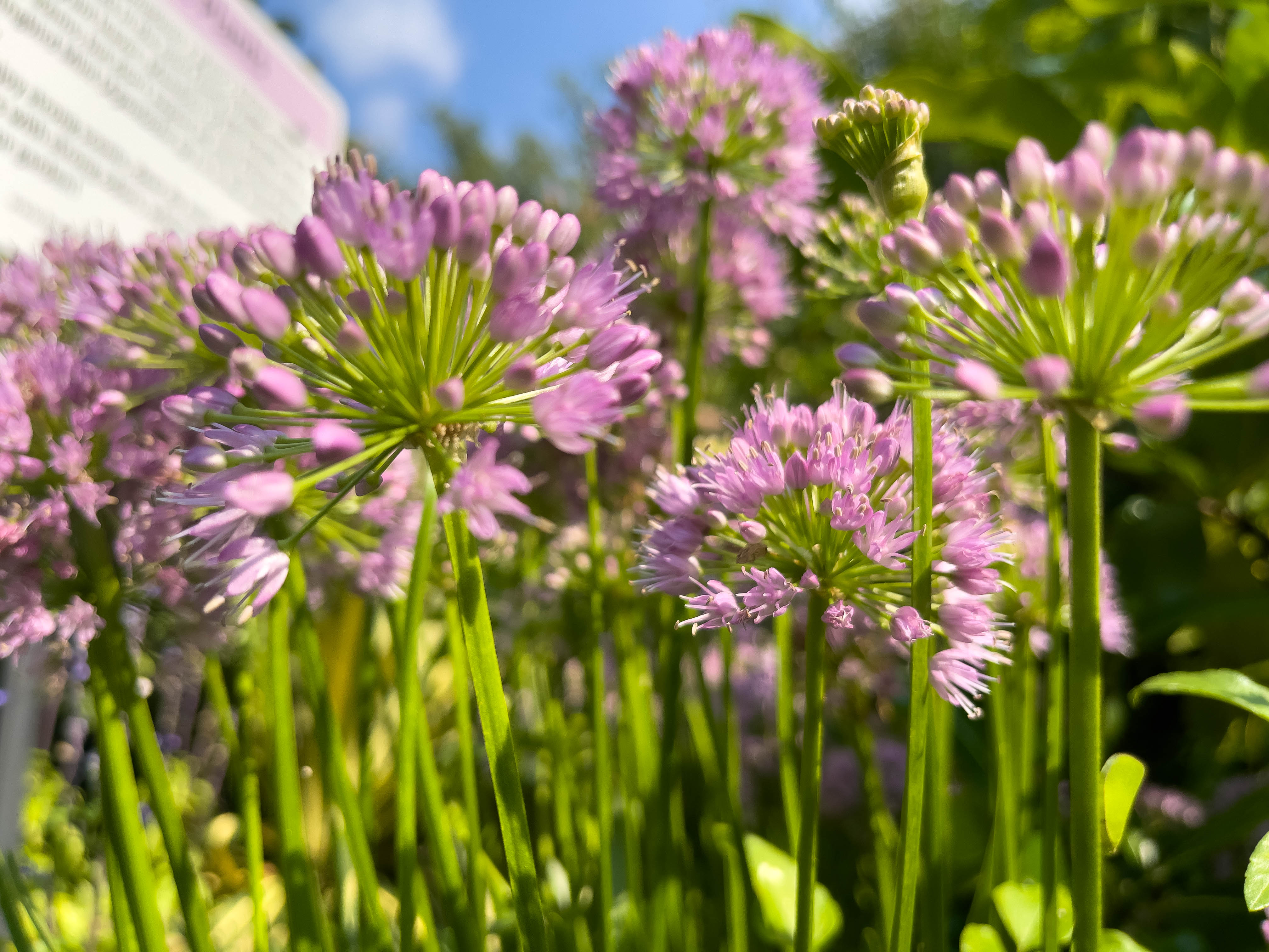 Many flowers