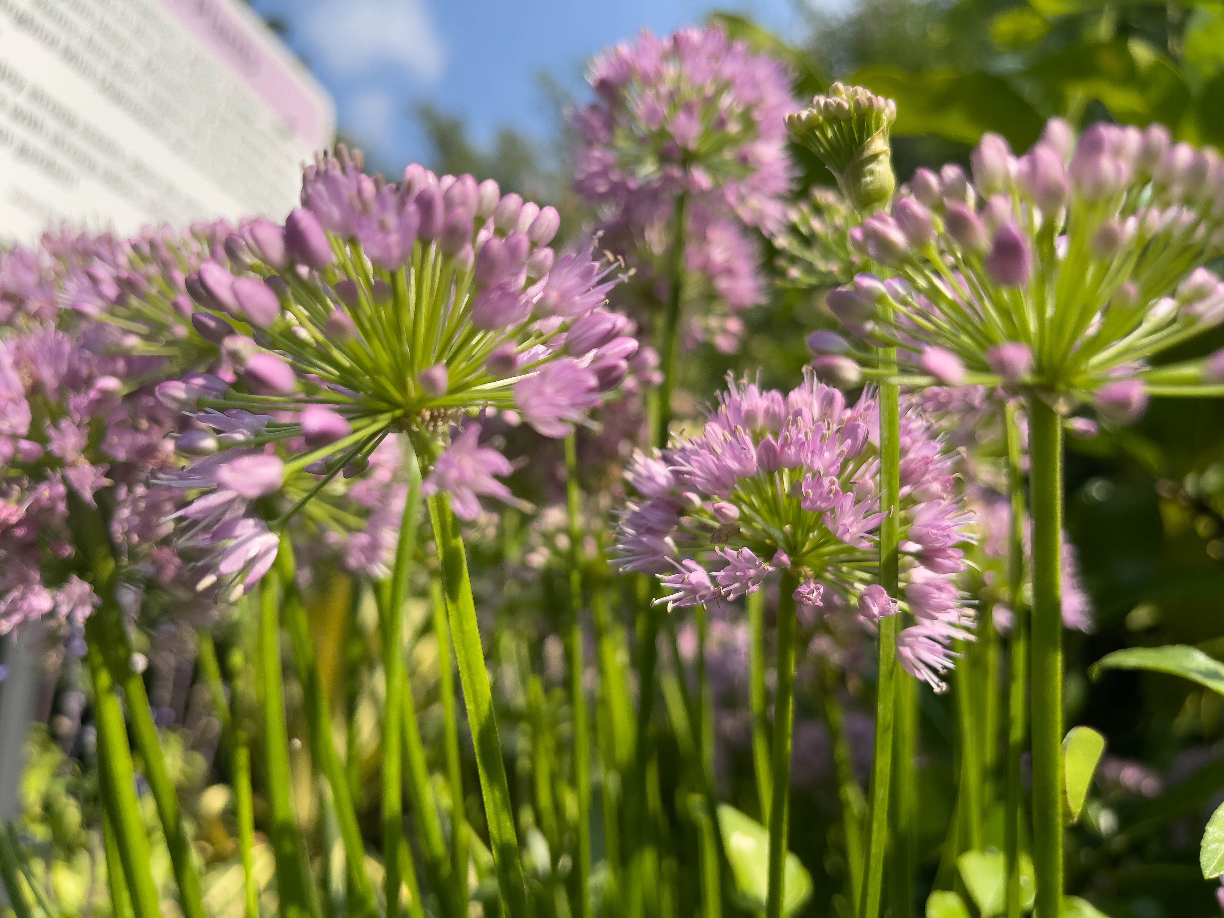 Unedited version of Many flowers