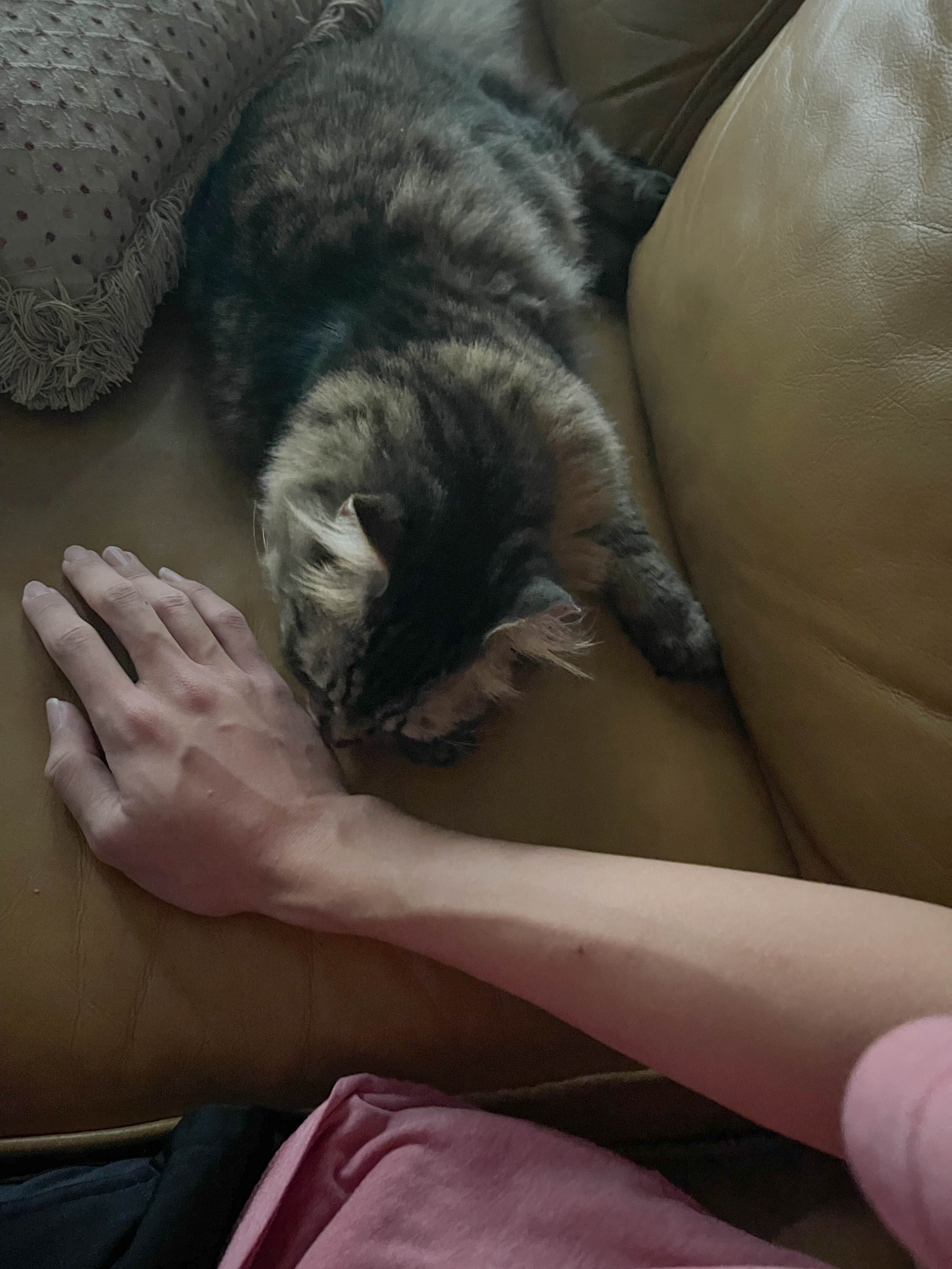 Cat sniffing hand