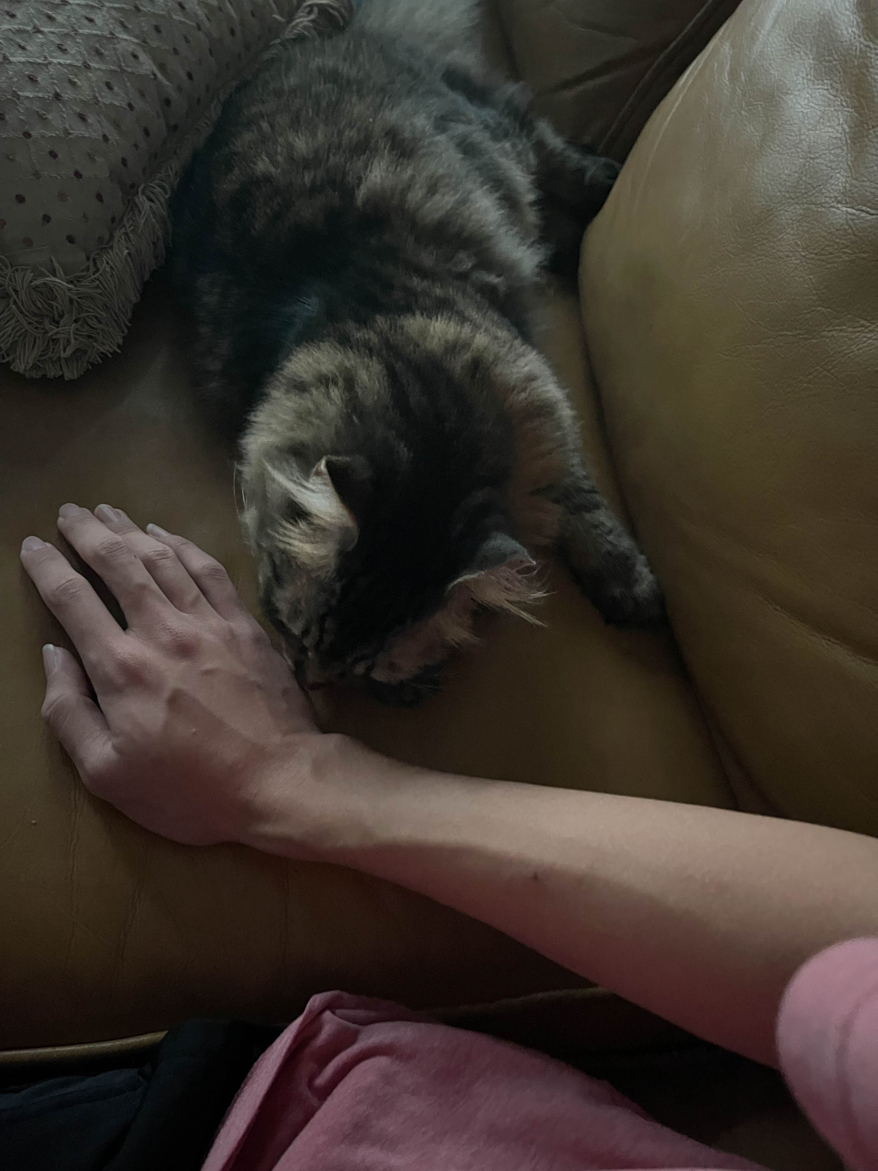 Unedited version of Cat sniffing hand