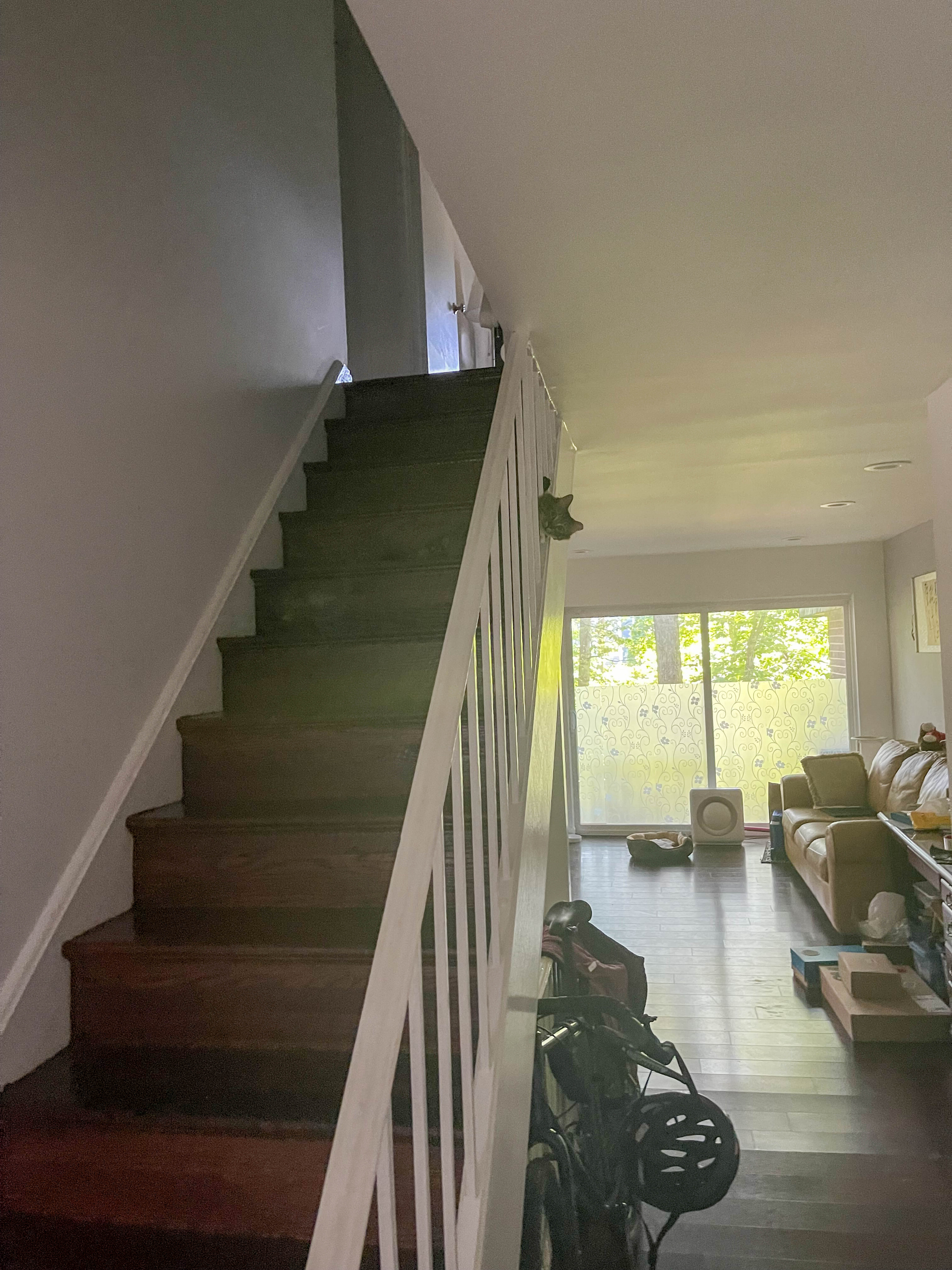 Cat investigating from the stairwell