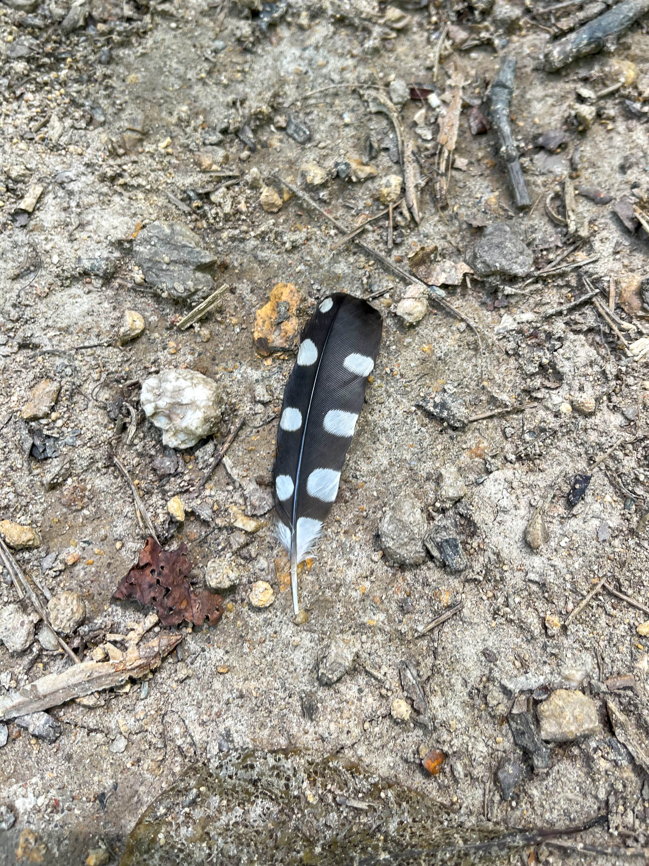 Some kind of woodpecker feather -- downy, hairy, or great spotted