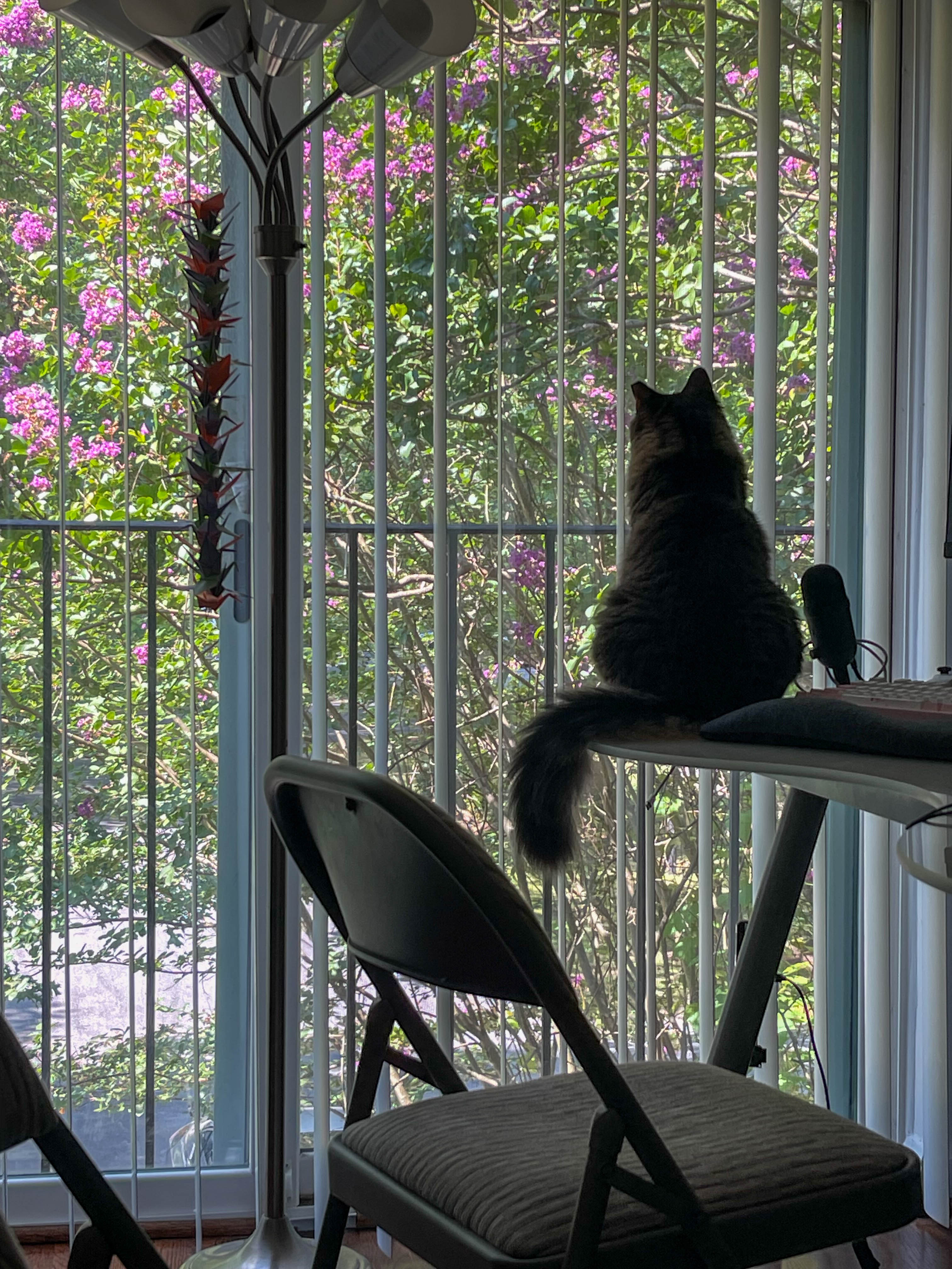 Cat sitting on desk!