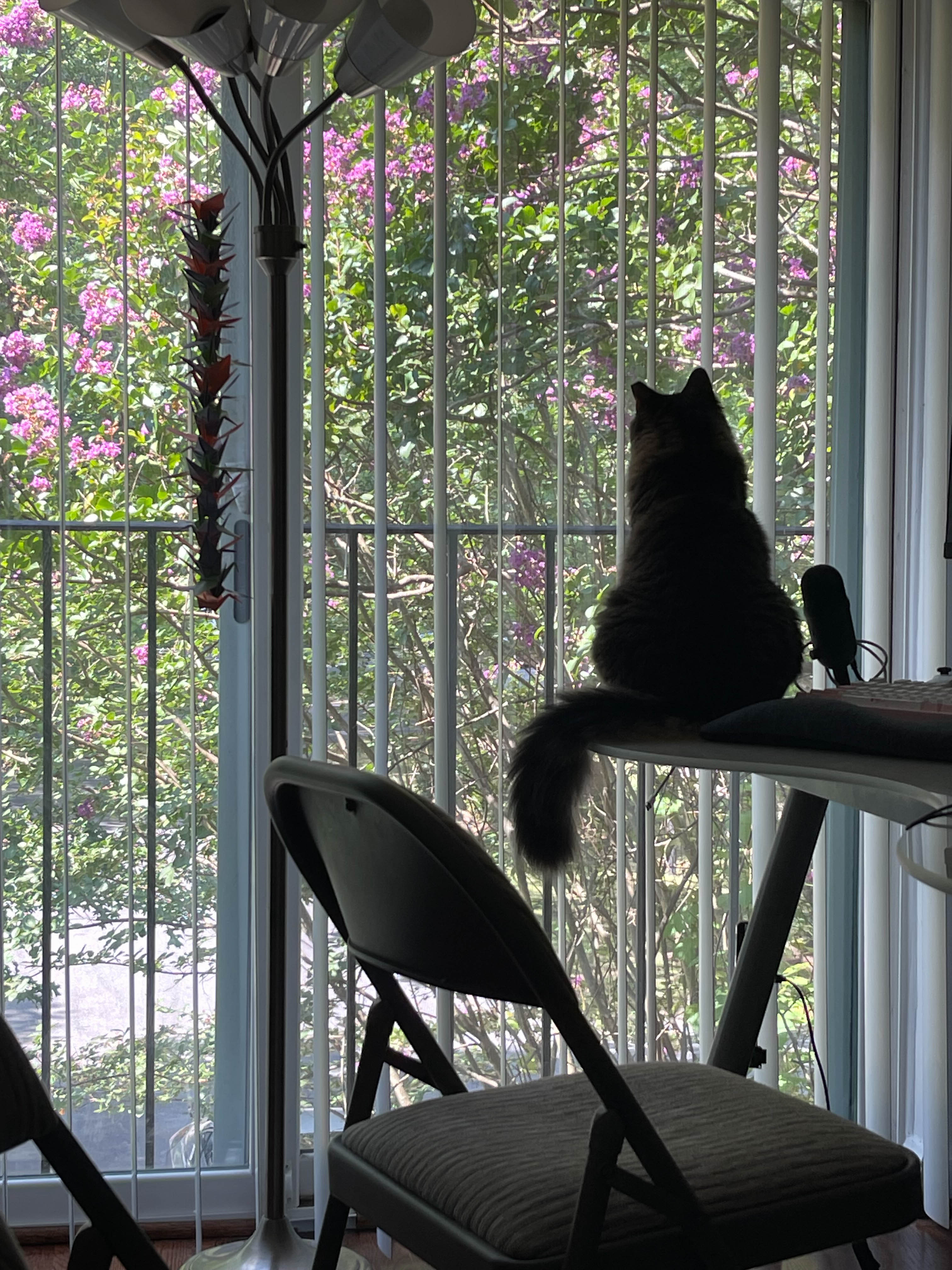 Unedited version of Cat sitting on desk!
