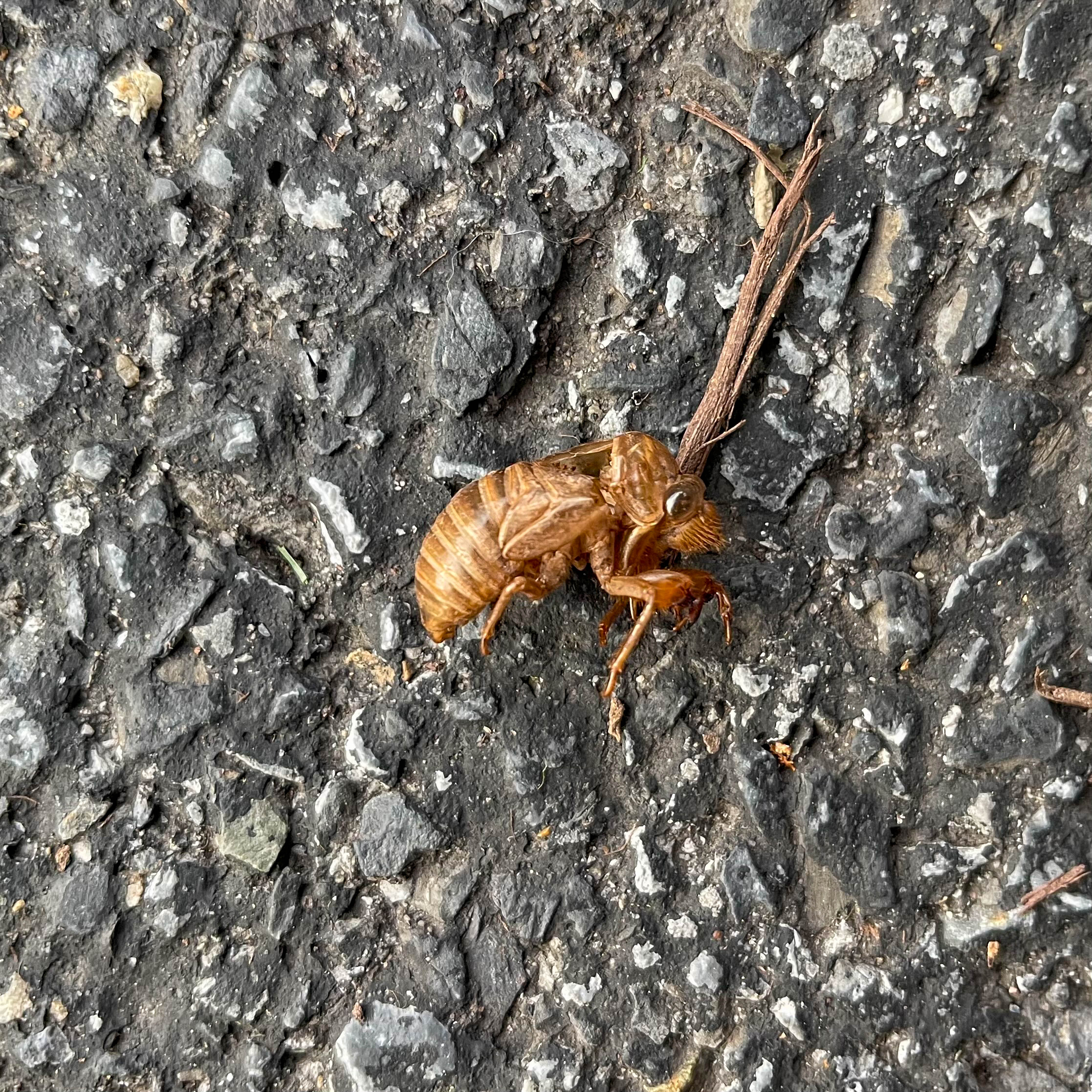 Empty cicada husk