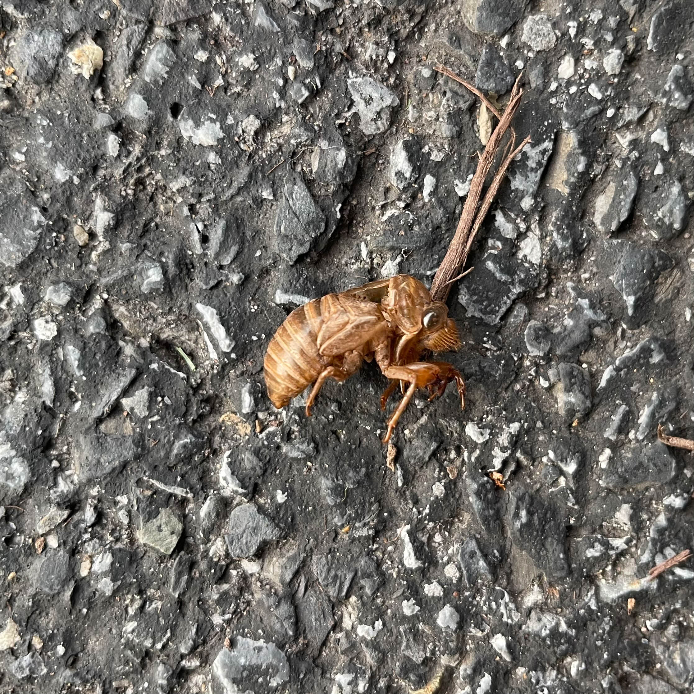 Unedited version of Empty cicada husk