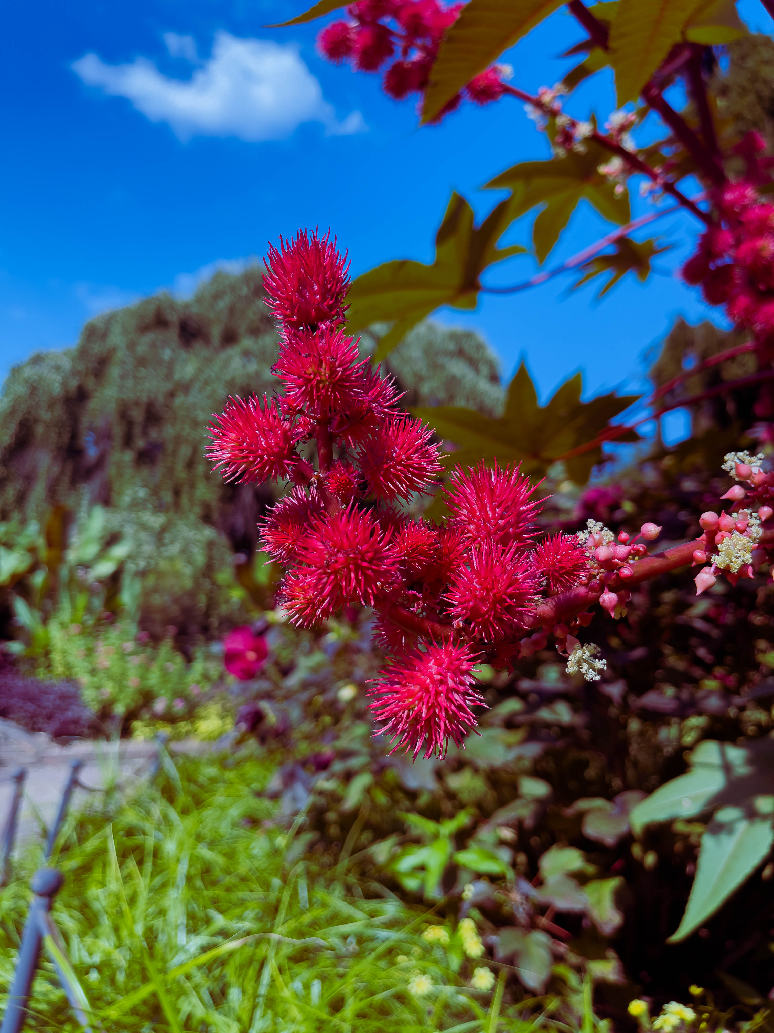 Red berry look flowers!(?)