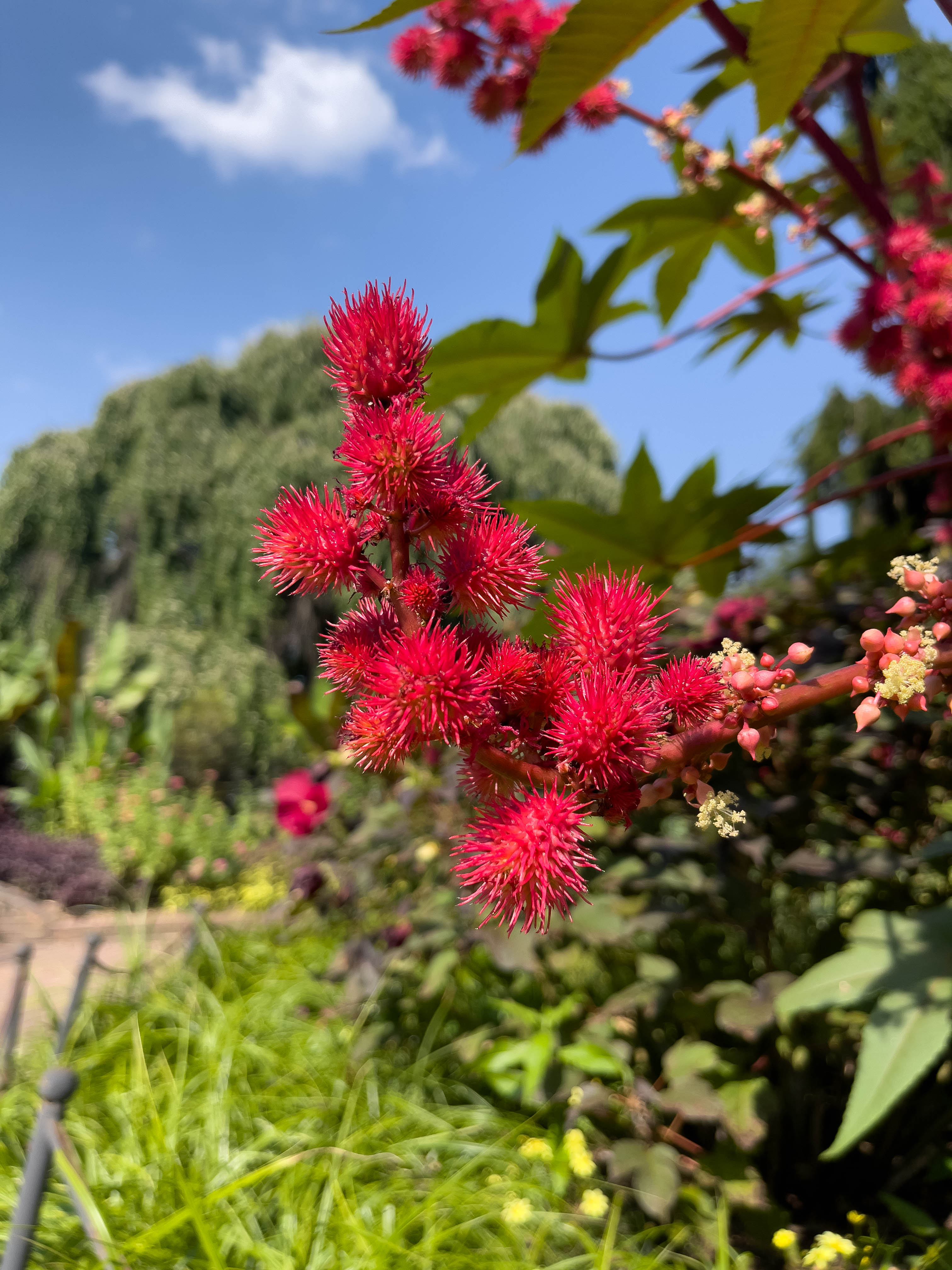 Unedited version of Red berry look flowers!(?)
