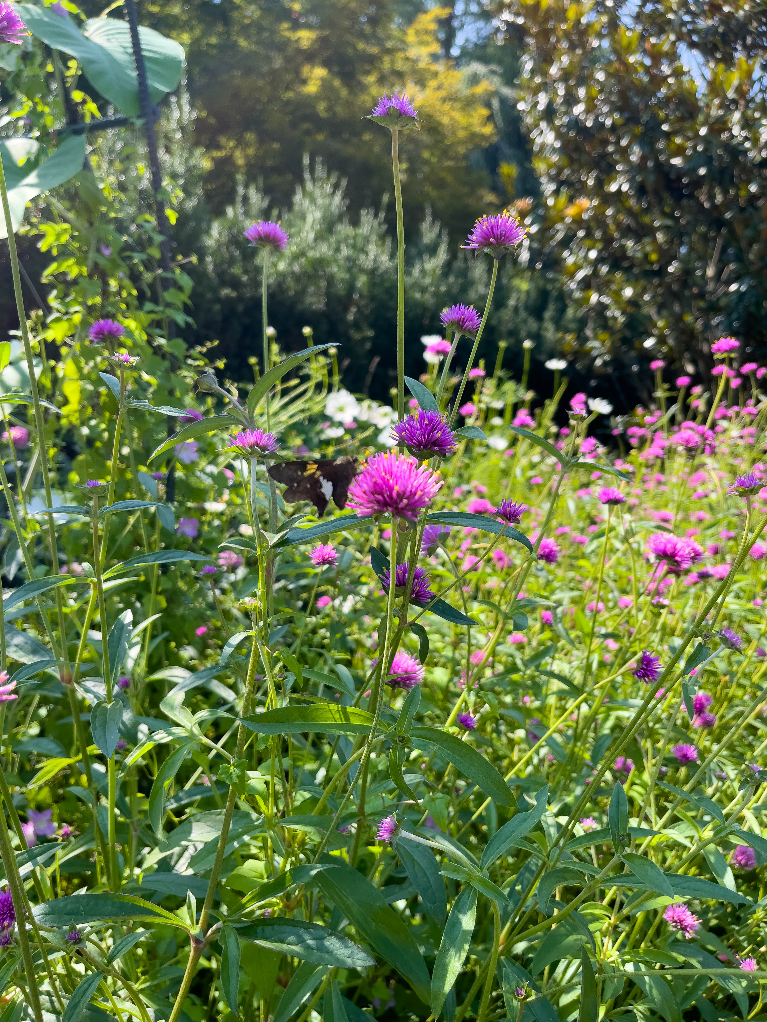Purple flowers