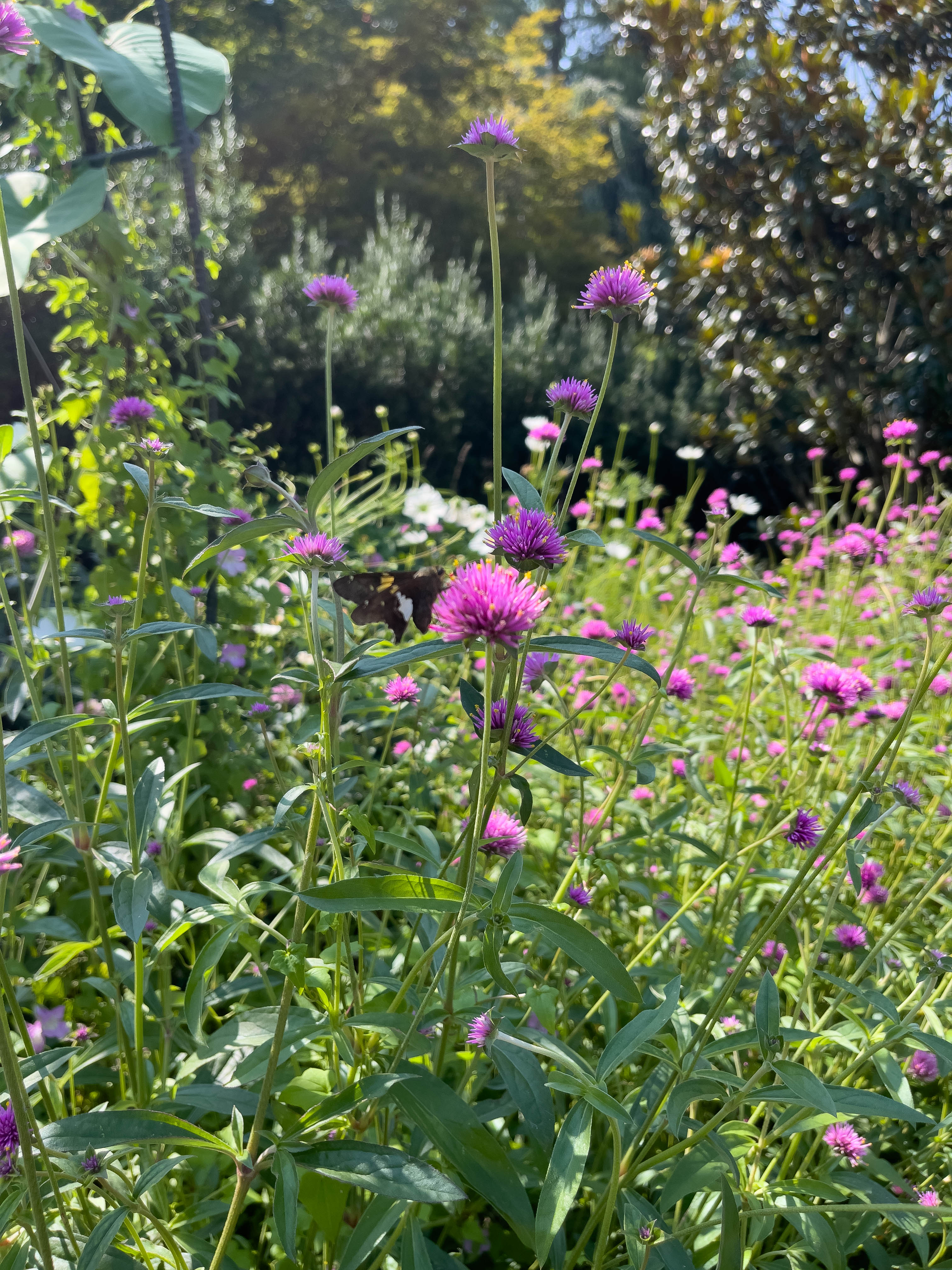 Unedited version of Purple flowers
