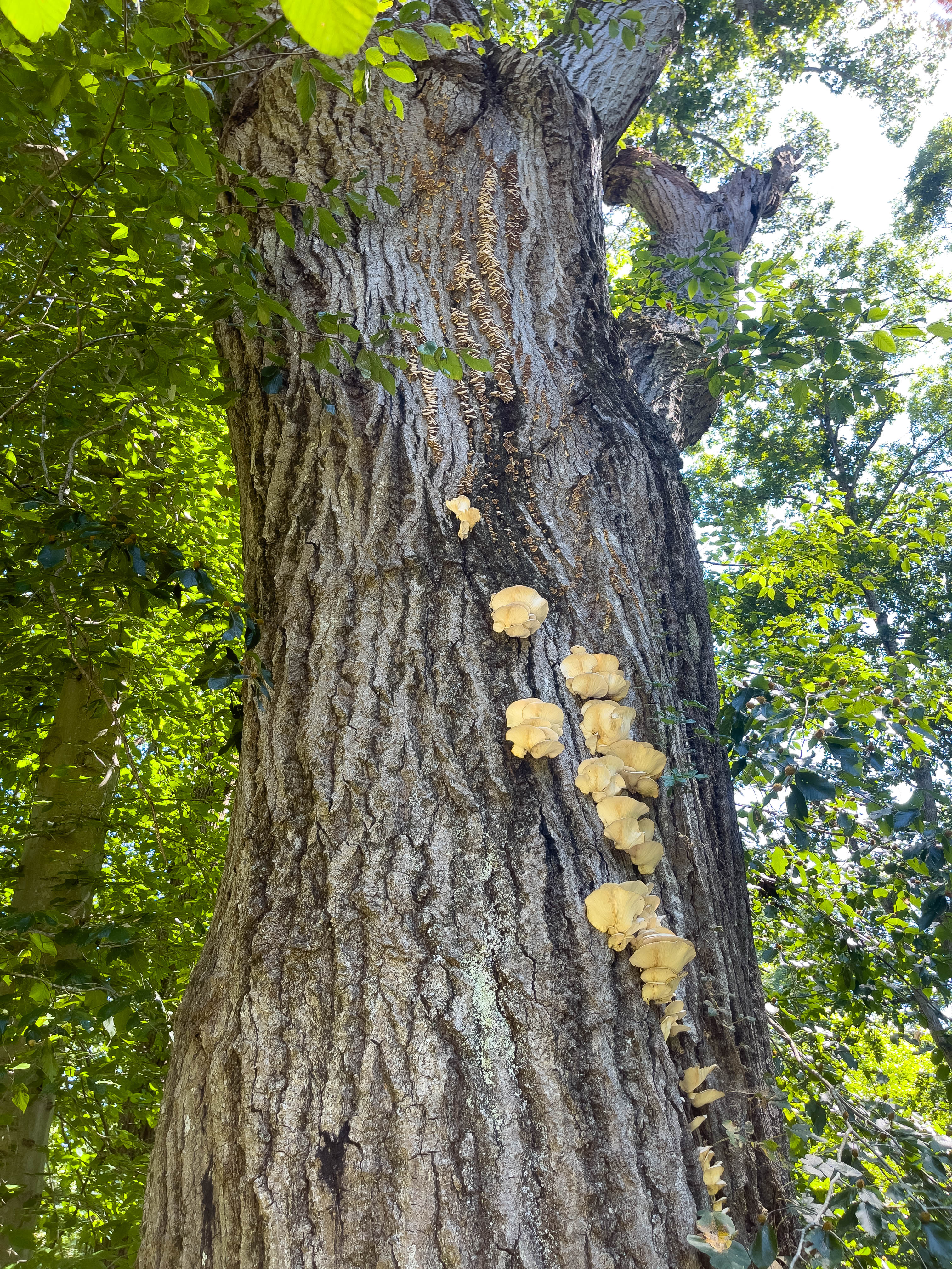 Mushrooms on a tree