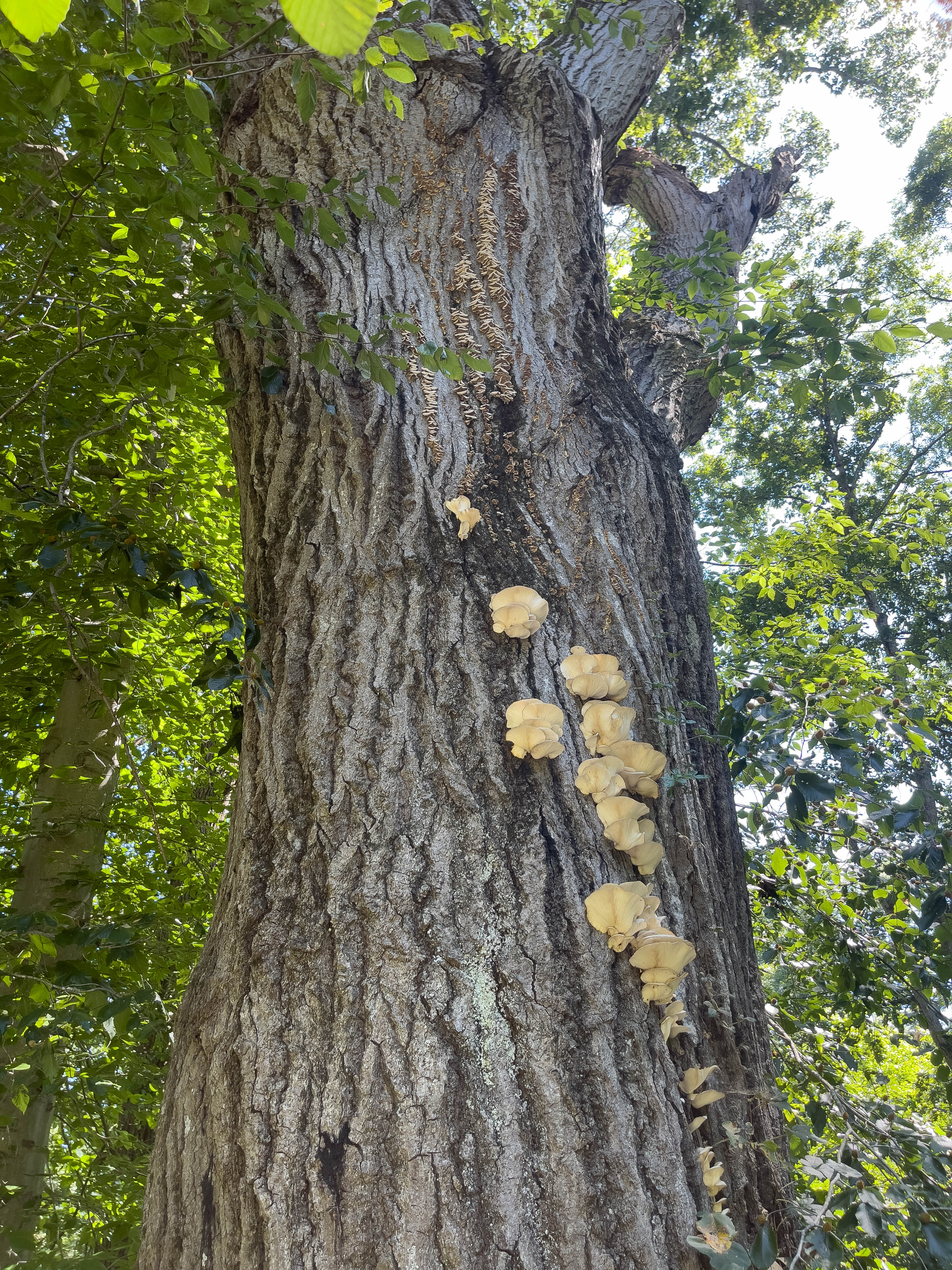Unedited version of Mushrooms on a tree