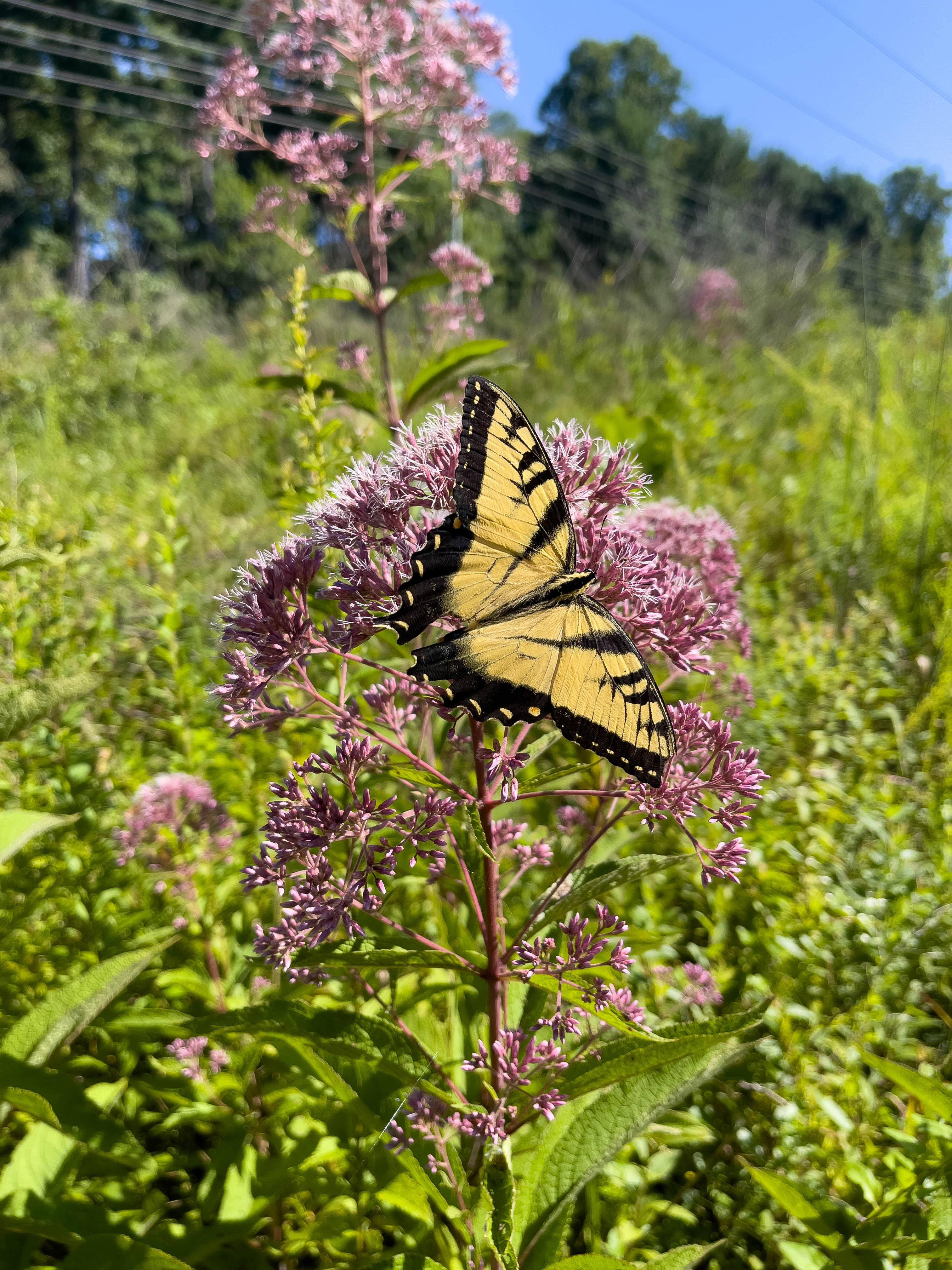 Eastern Tiger Swallowtail, really beautiful