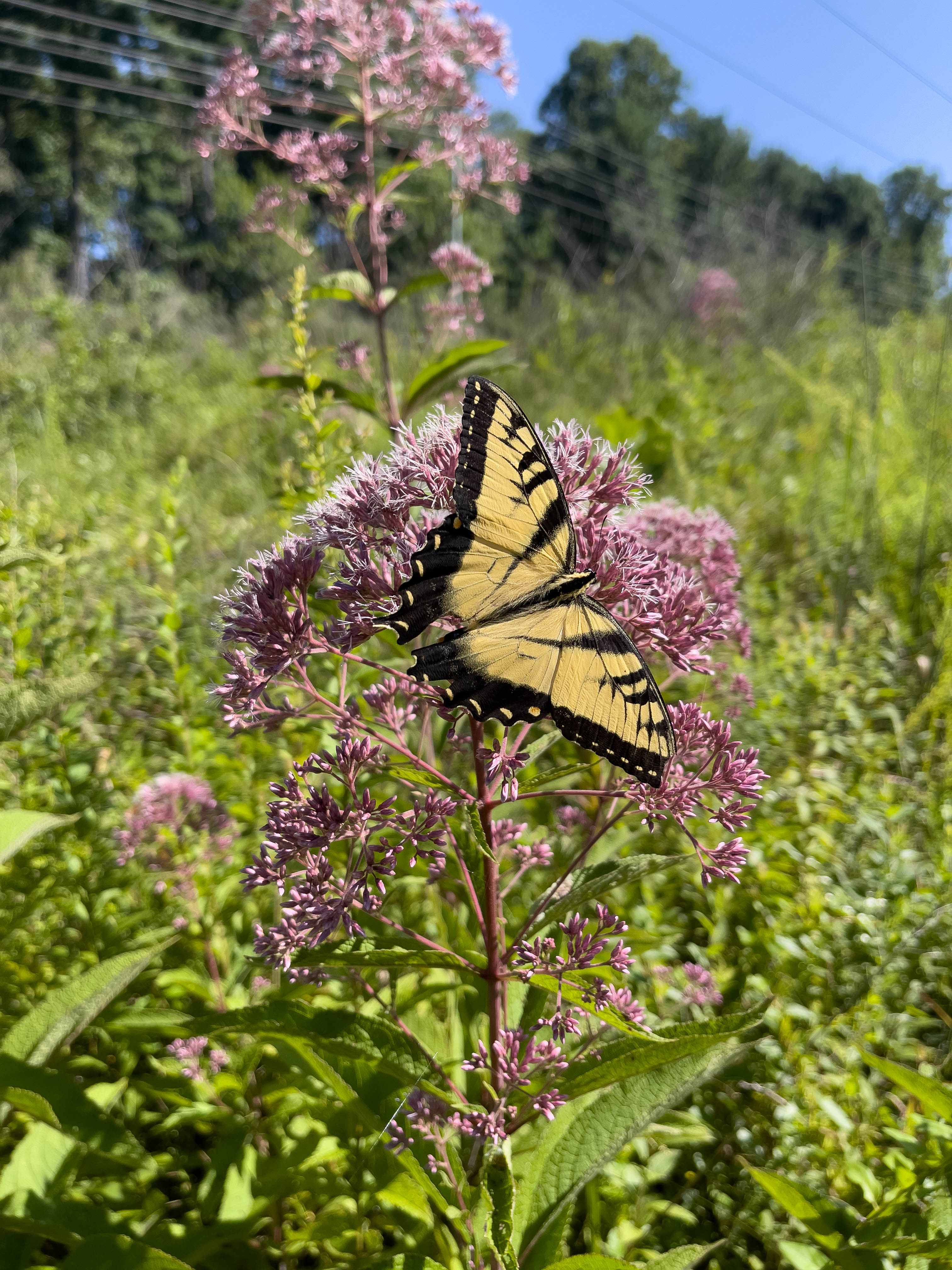 Unedited version of Eastern Tiger Swallowtail, really beautiful