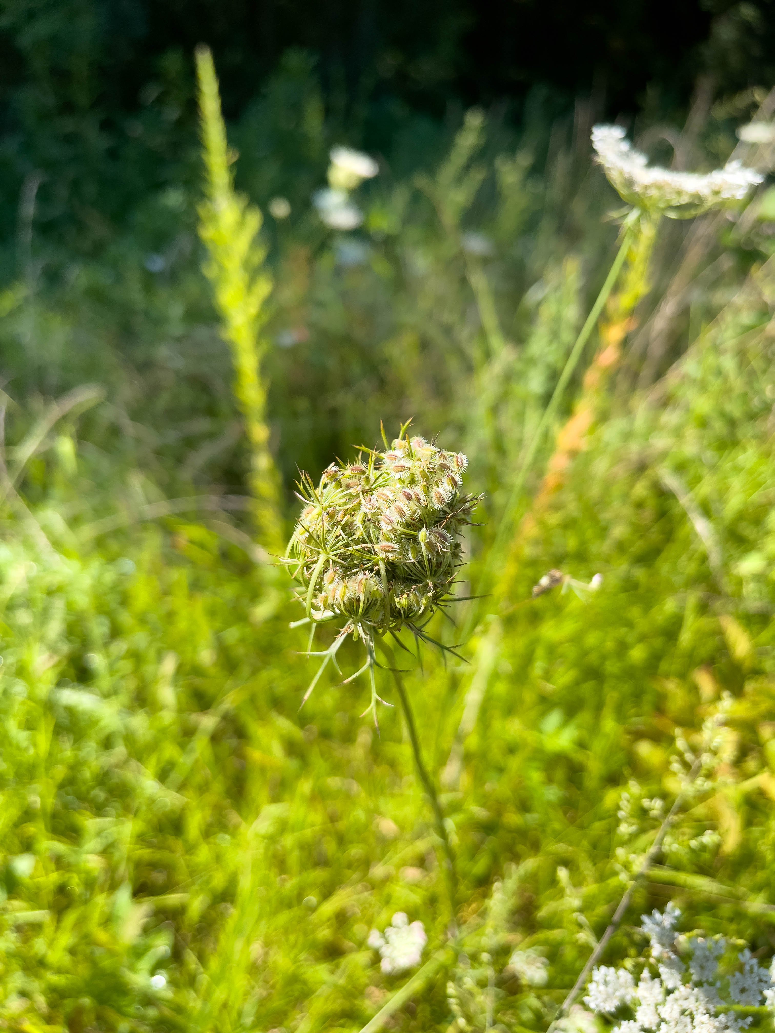 Interesting look plant, no clue what it is B)