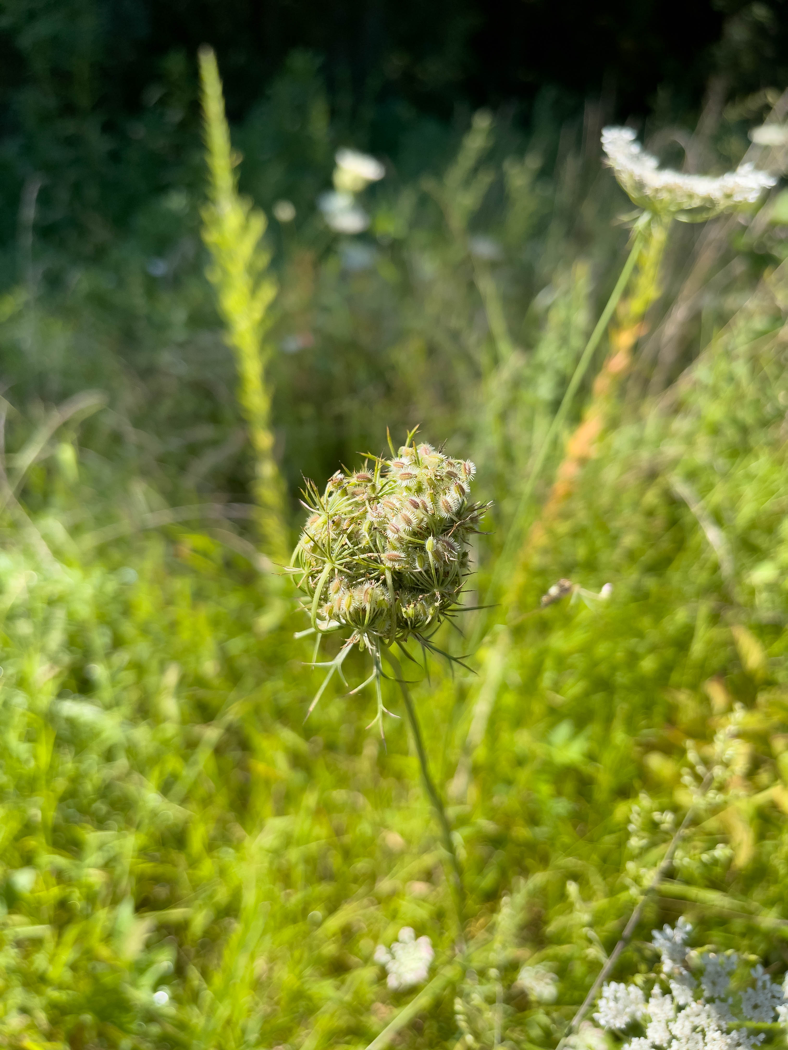 Unedited version of Interesting look plant, no clue what it is B)