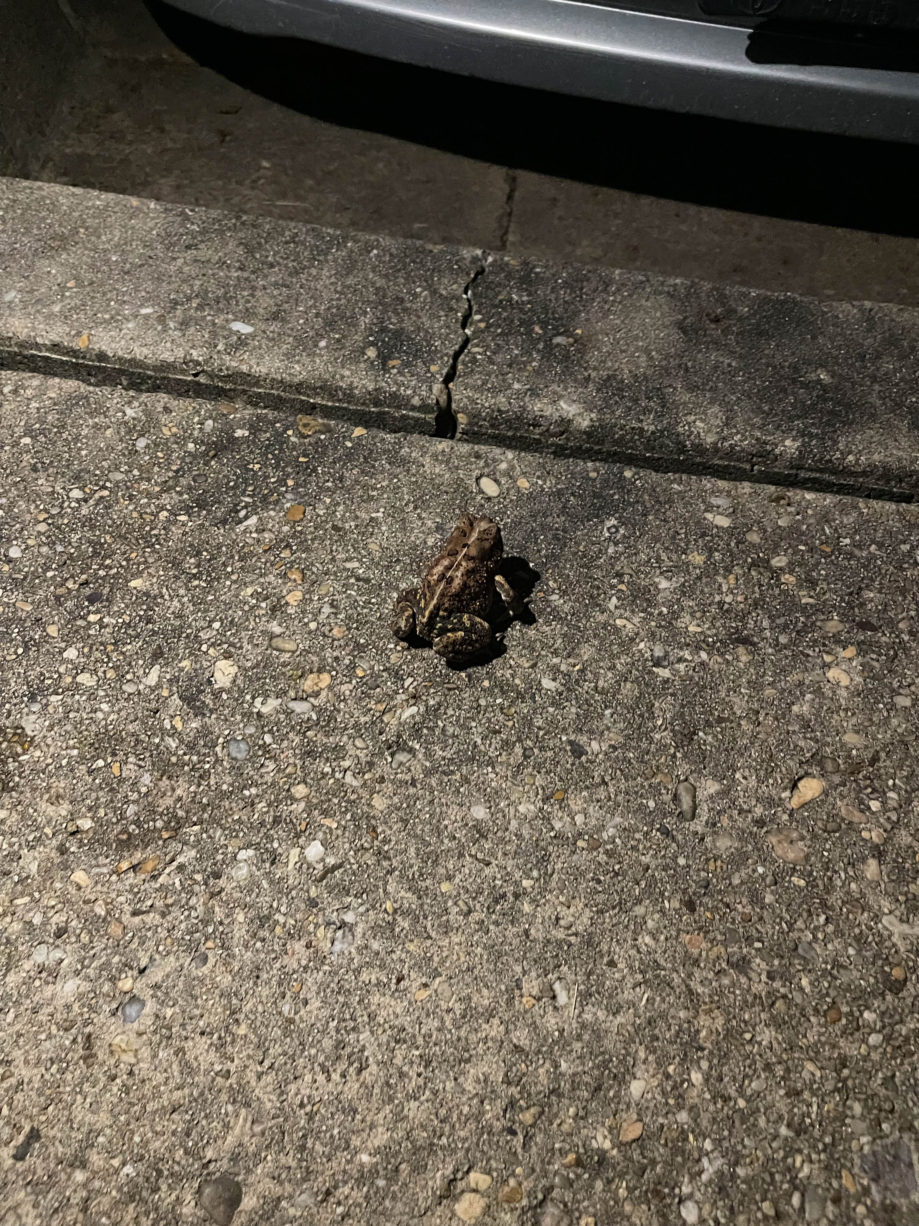 Unedited version of Toad (or frog?)