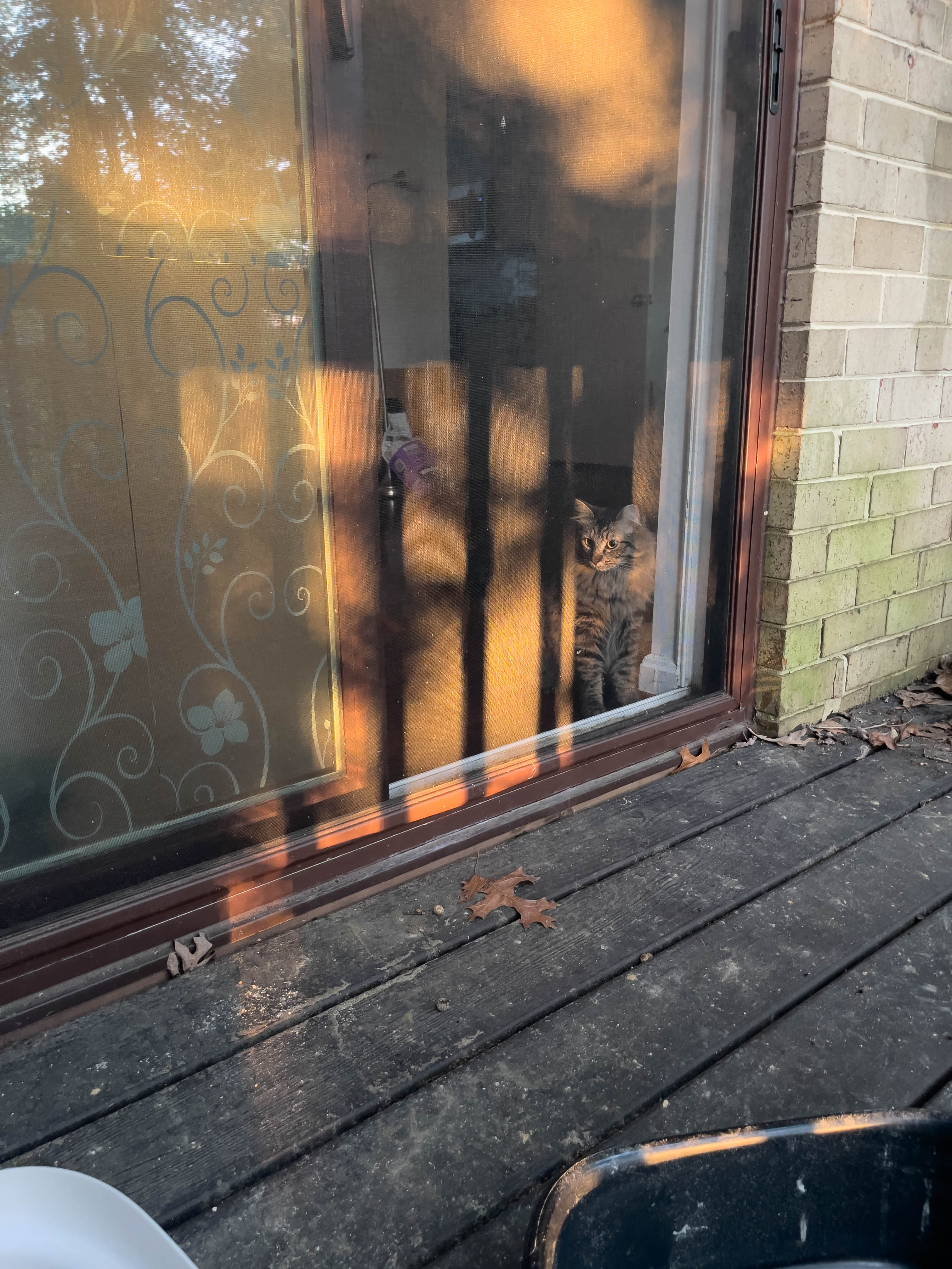 Unedited version of Pensive cat!!