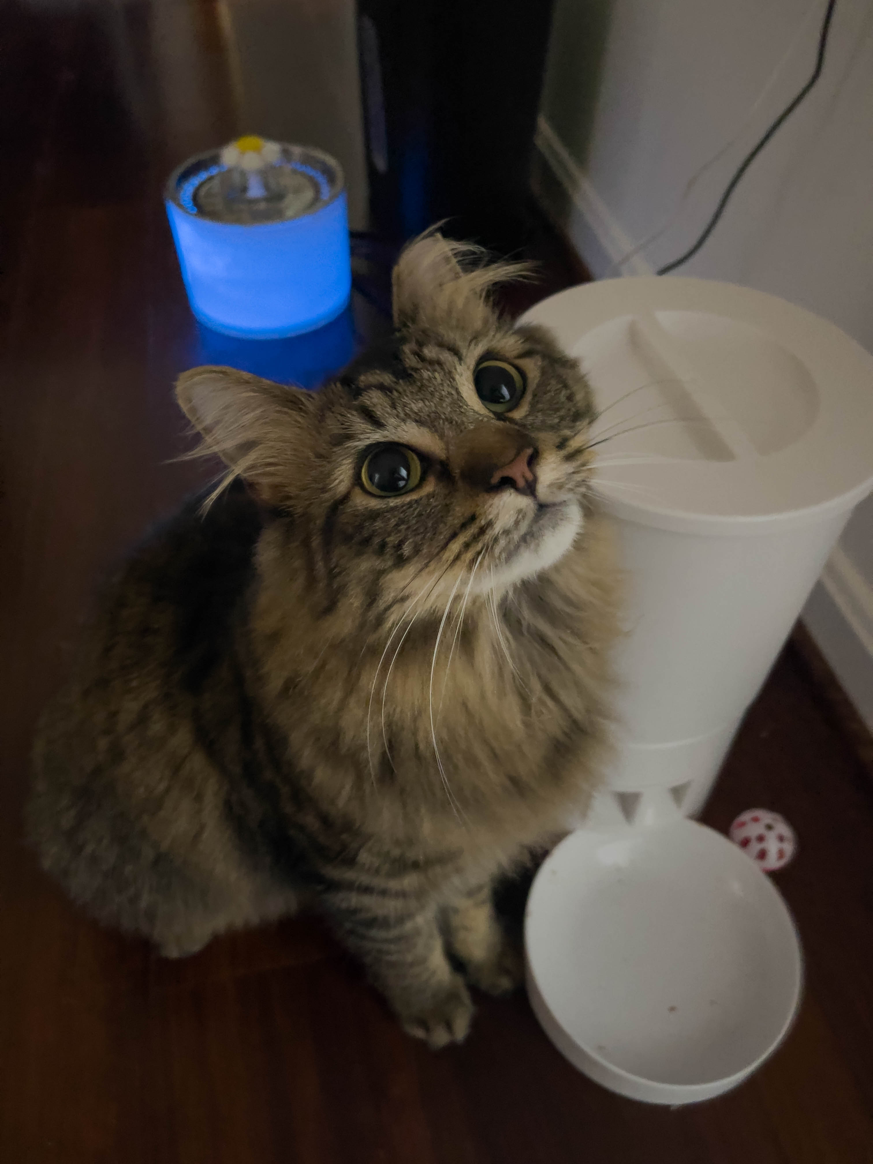 Cat looking so very cute