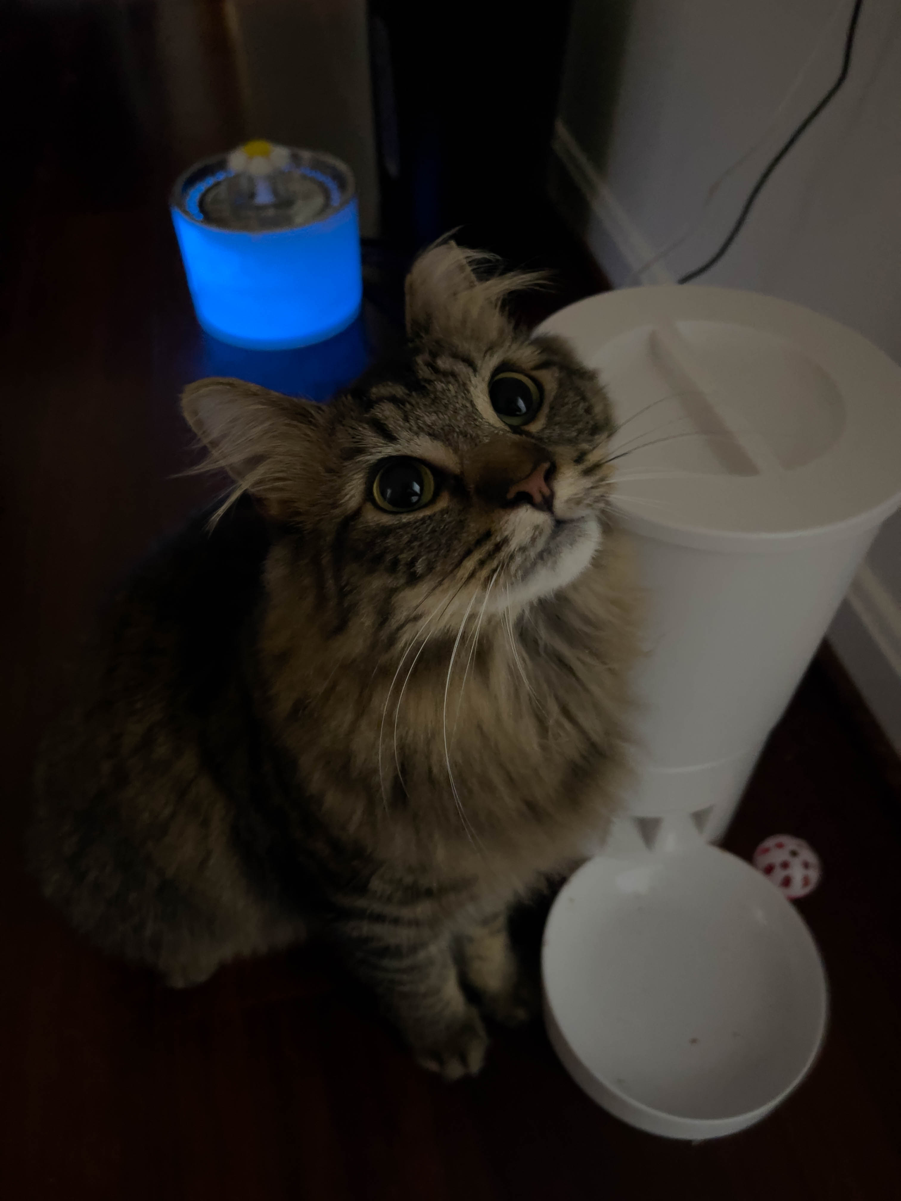 Unedited version of Cat looking so very cute