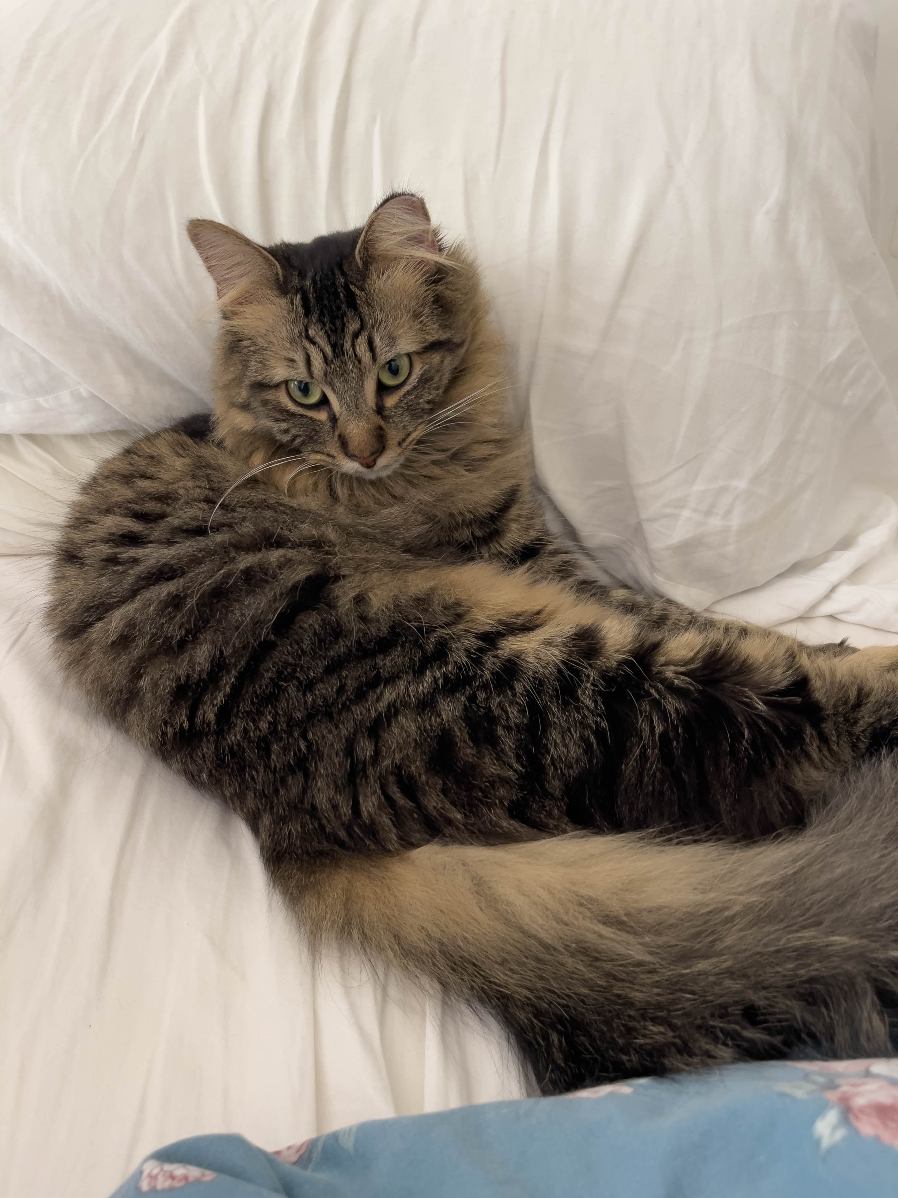 Unedited version of Cat on bed