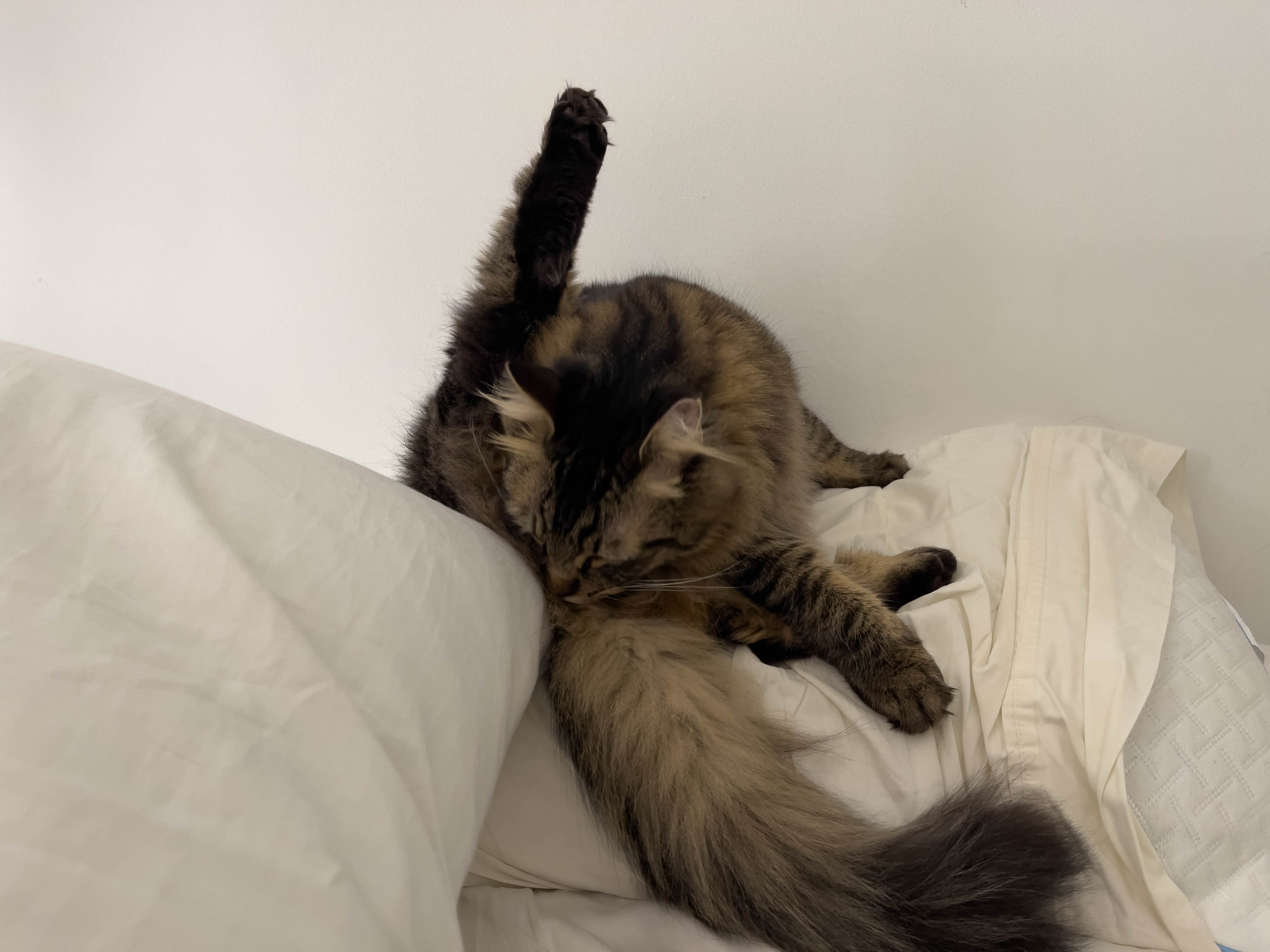 Cat on bed doing some interesting stuff