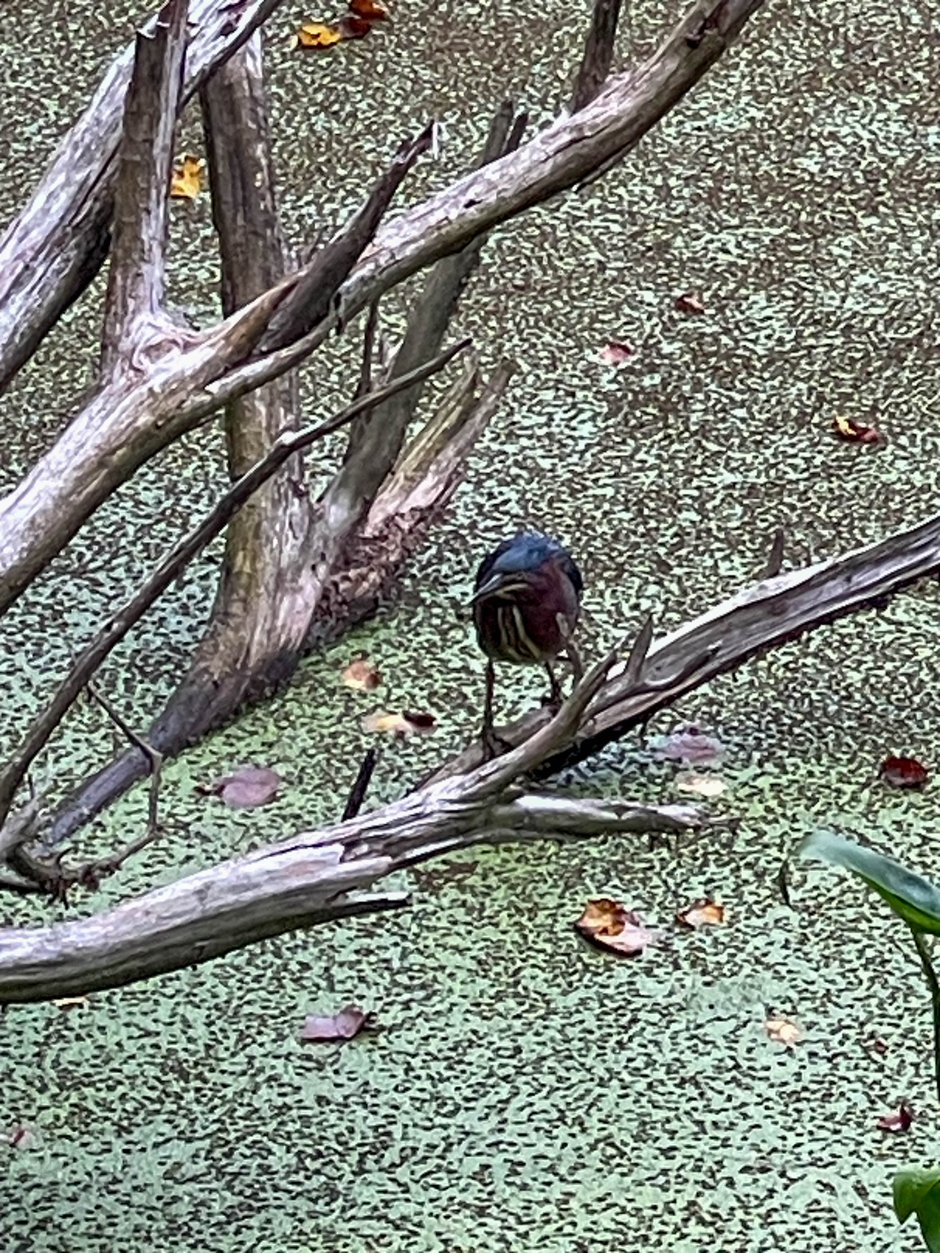 Green heron
