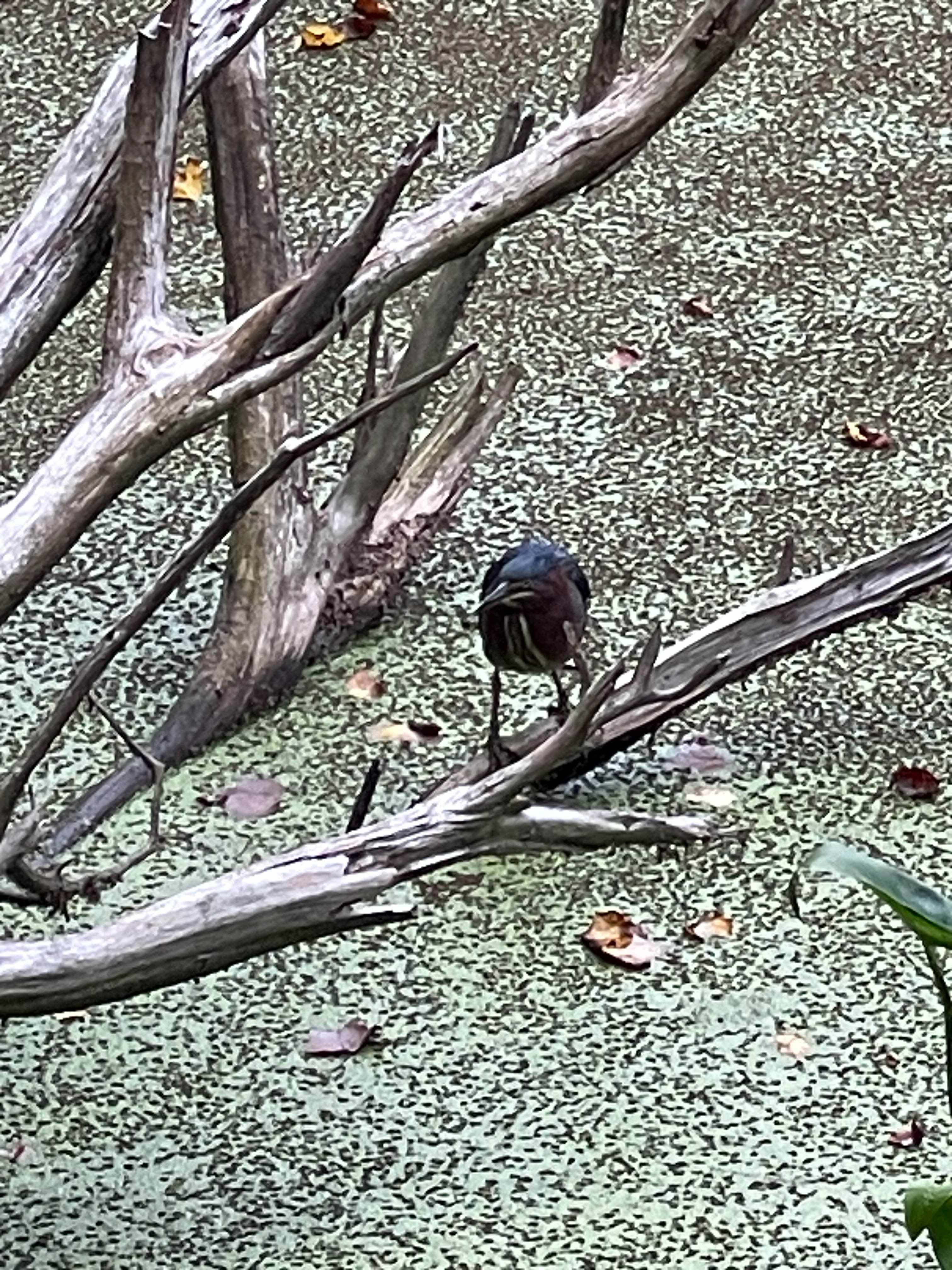 Unedited version of Green heron